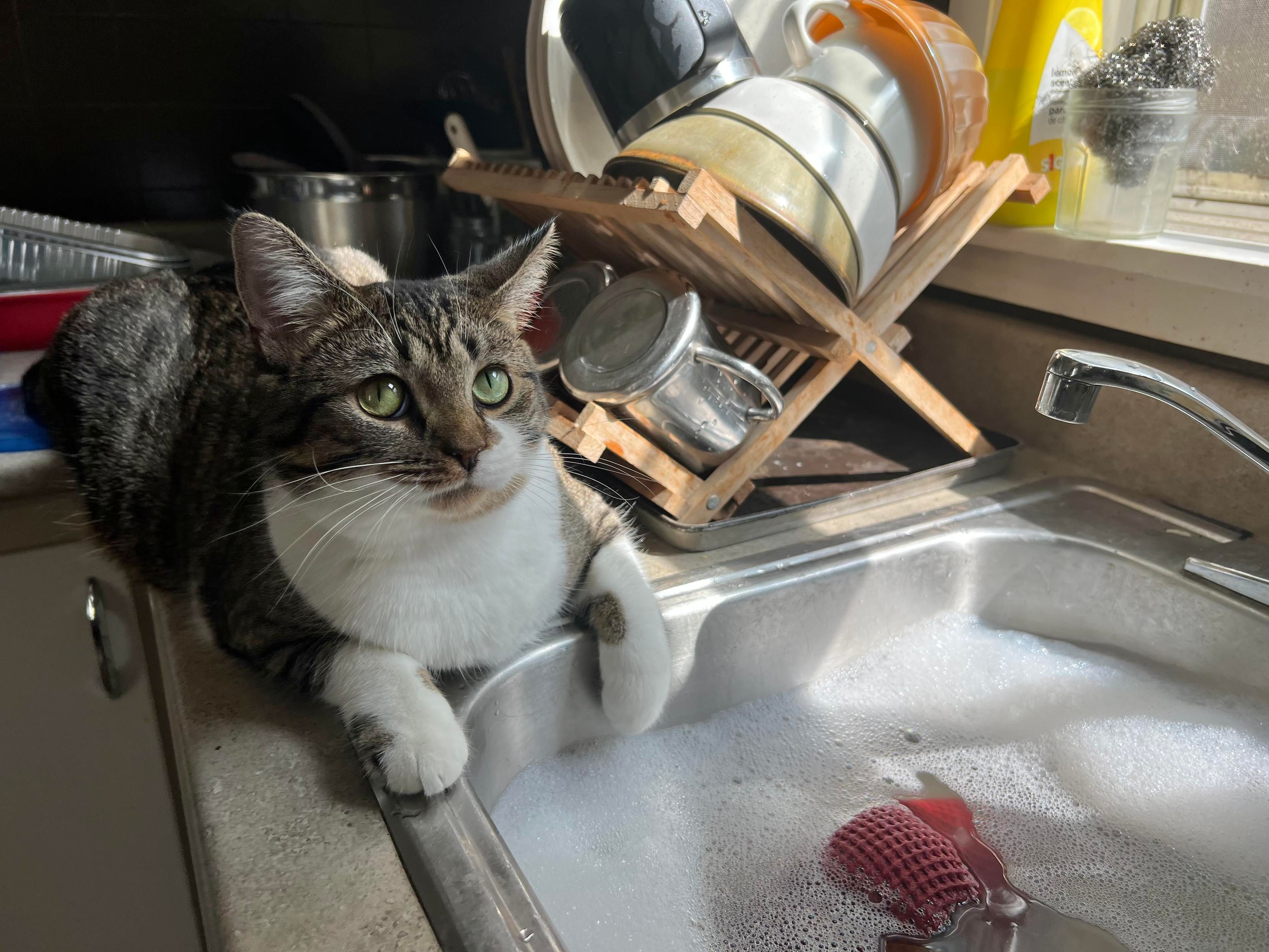Brown & white tabby sitting on the counter with one paw hanging over the edge of the kitchen sink, which is full of soapy water. The drying rack full of clean dishes is beside him. He’s giving me a look that says “what?” He’d also just been licking at the bubbles. He’s sweet but not too bright. 🤣