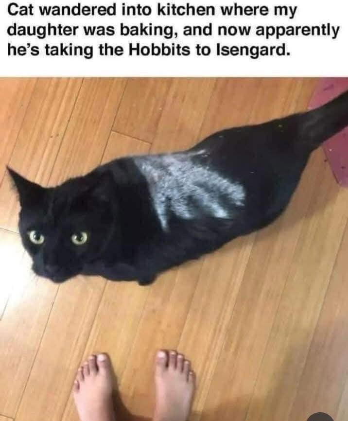 A black cat with a white flour handprint on his back is photographed from above. Captioned:  Cat wandered into kitchen where my daughter was baking, and now apparently he's taking the Hobbits to Isengard.