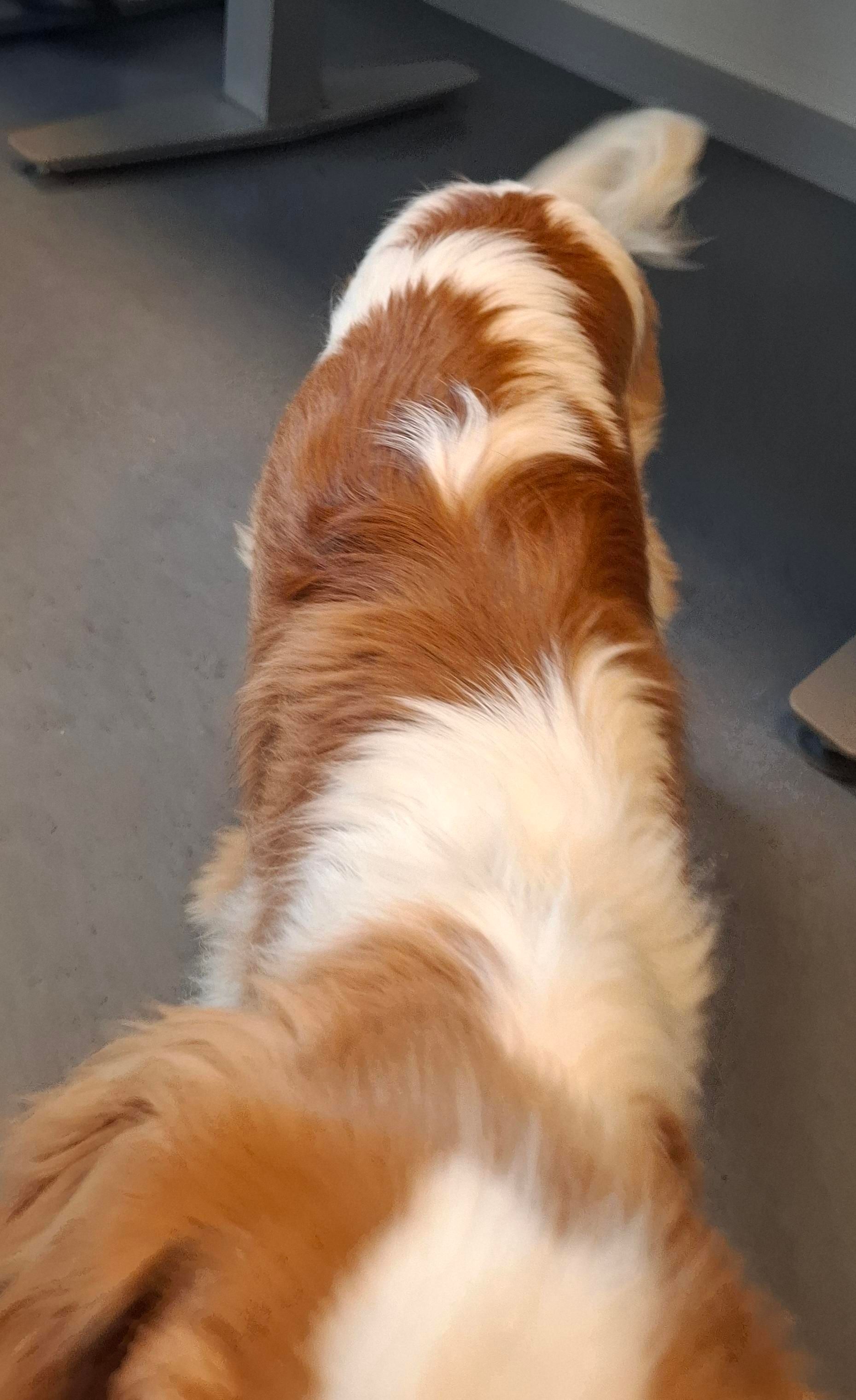 Same Alt Text all photos. A fuzzy blurry pic of a bit of a gorgeous little white-and-brown King Charles Cavalier spaniel with a boring grey office floor and desk background. Photo taken with permission, model's labour paid for in doggie biccies.

 