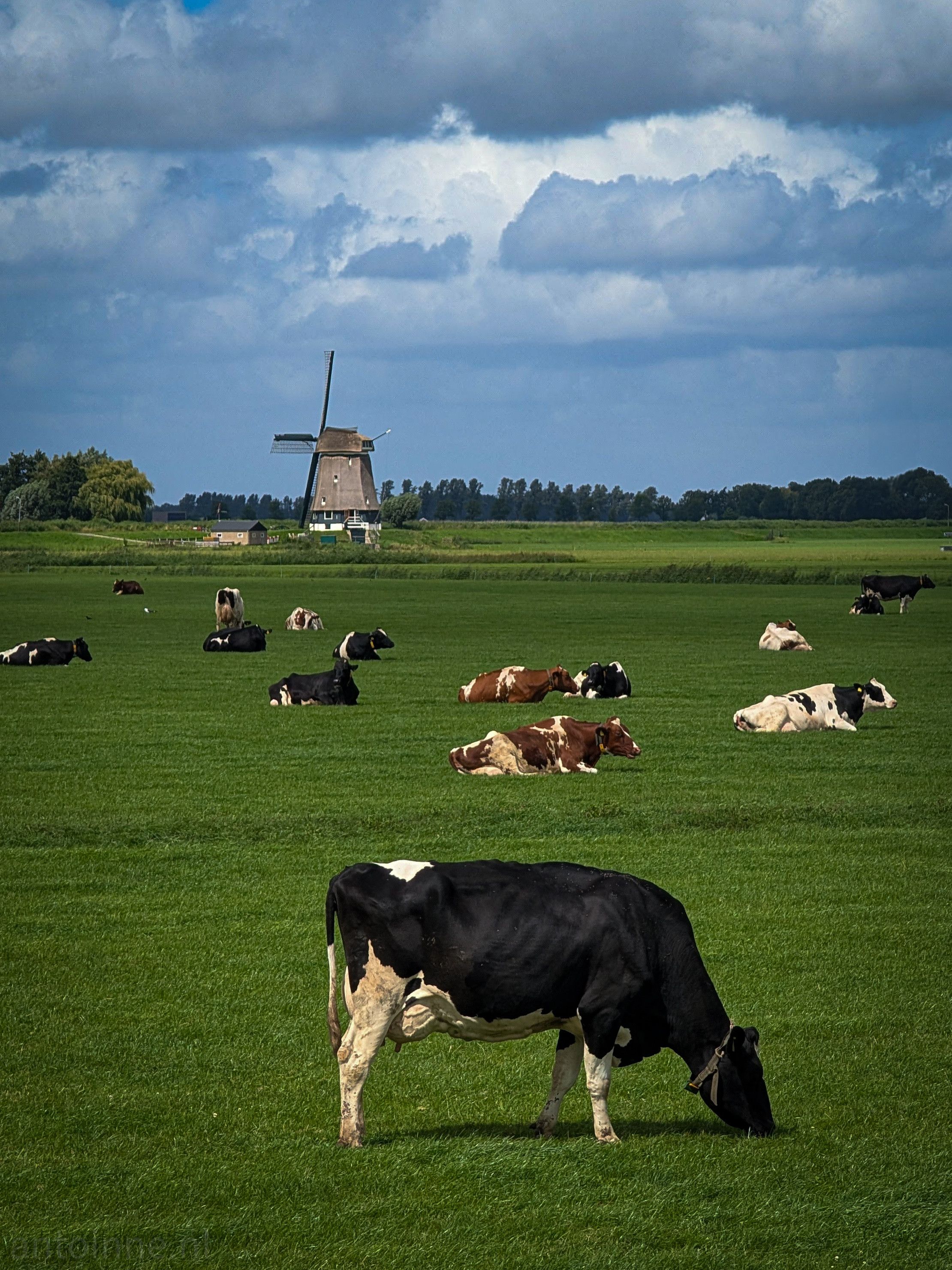 A serene rural Dutch landscape, dominated by a large, lush green field where several cows are scattered. In the foreground, a black and white cow is prominently featured, grazing with its head down. Further back, numerous other cows, some black and white and others brown and white, are resting or lying down in the grass.

In the midground, a traditional Dutch windmill stands out against the horizon. It is situated next to a small building and a line of trees. The background is defined by a deep blue sky filled with dramatic, fluffy white and gray clouds.