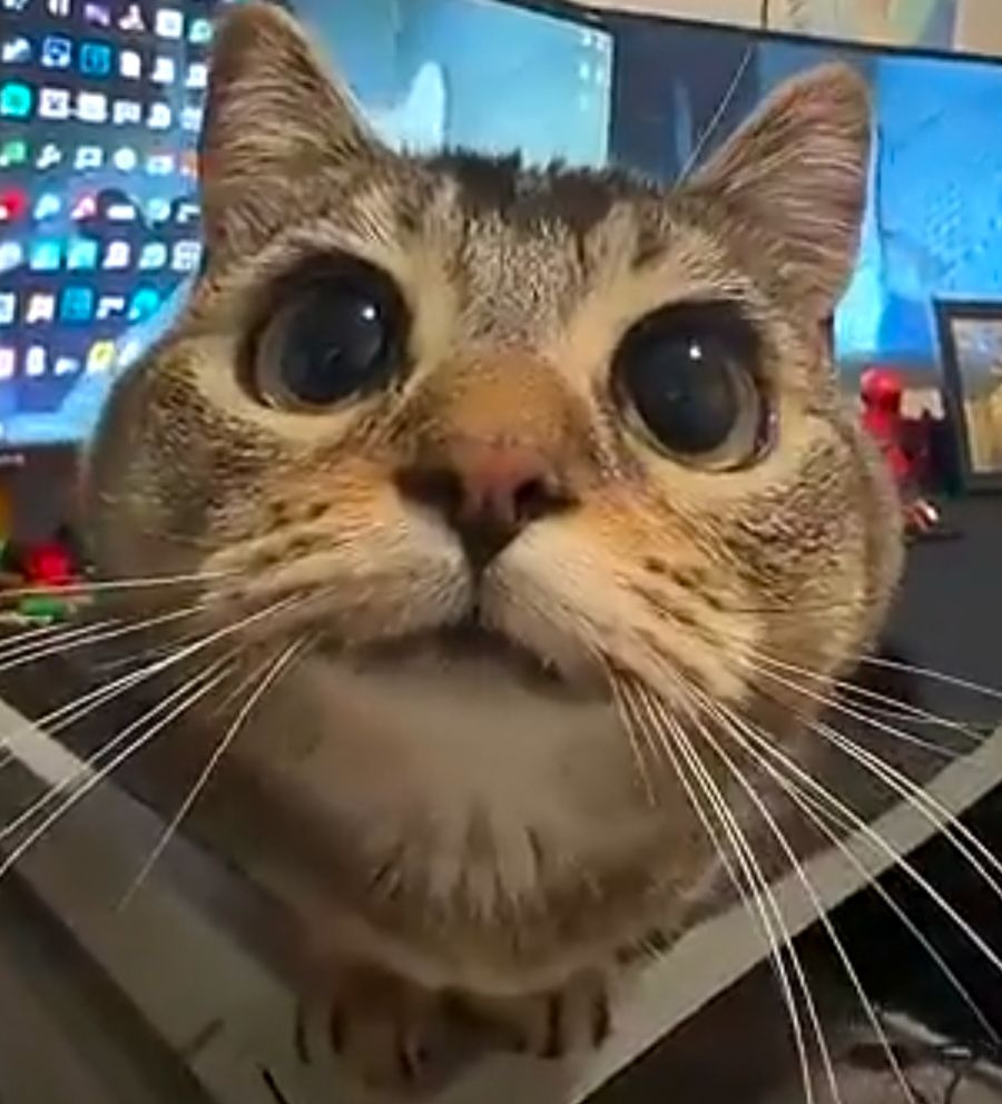 cat with long whiskers on a desk infront of computer displays, smiling at you