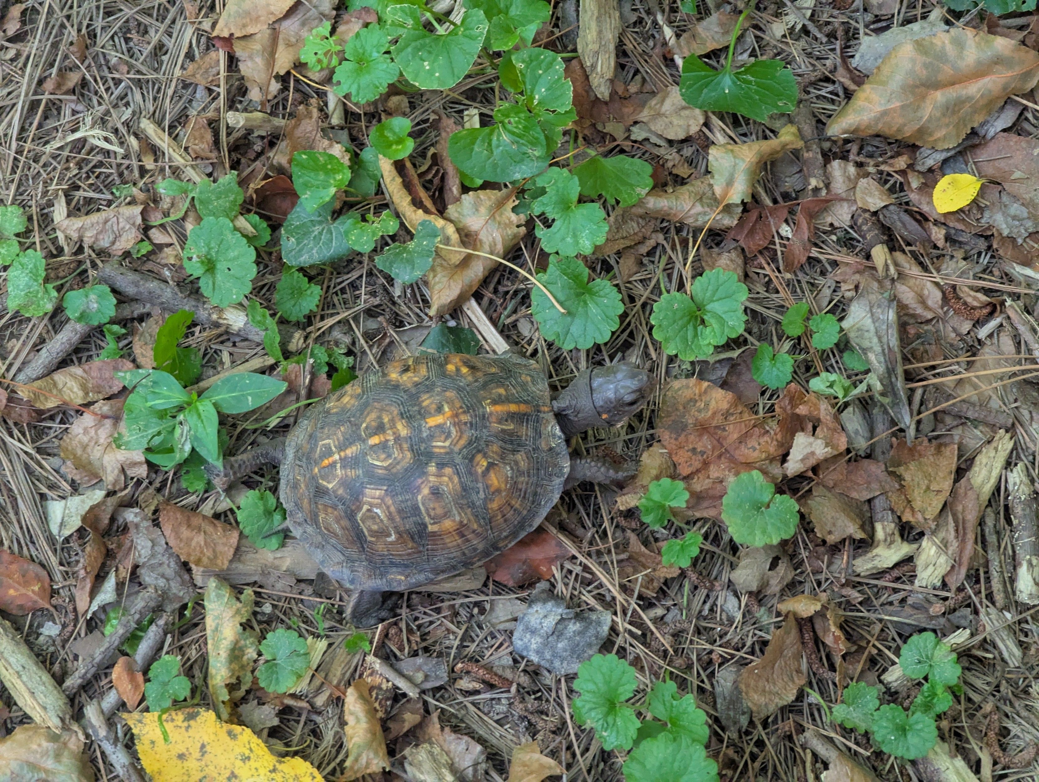 A small orange and brown Eastern Box turtle strolls across the lawn