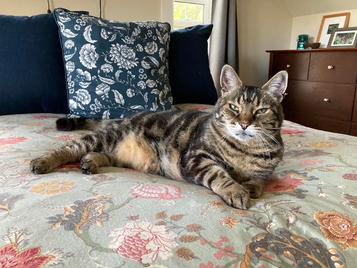 Tabby cat lounging on a bed covered with a grey-green paisley comforter and blue cushions behind him. He's partially on his side with his tail stretched out behind him and one front paw slightly extended. He has a contented expression.