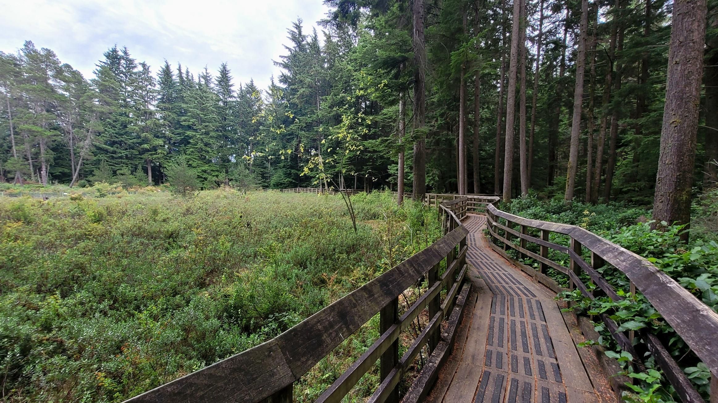 A lush bog on the left side, and a wooden walkway with railings on the right side of this scene. The coniferous forest wraps around the bog, starting from the right side.