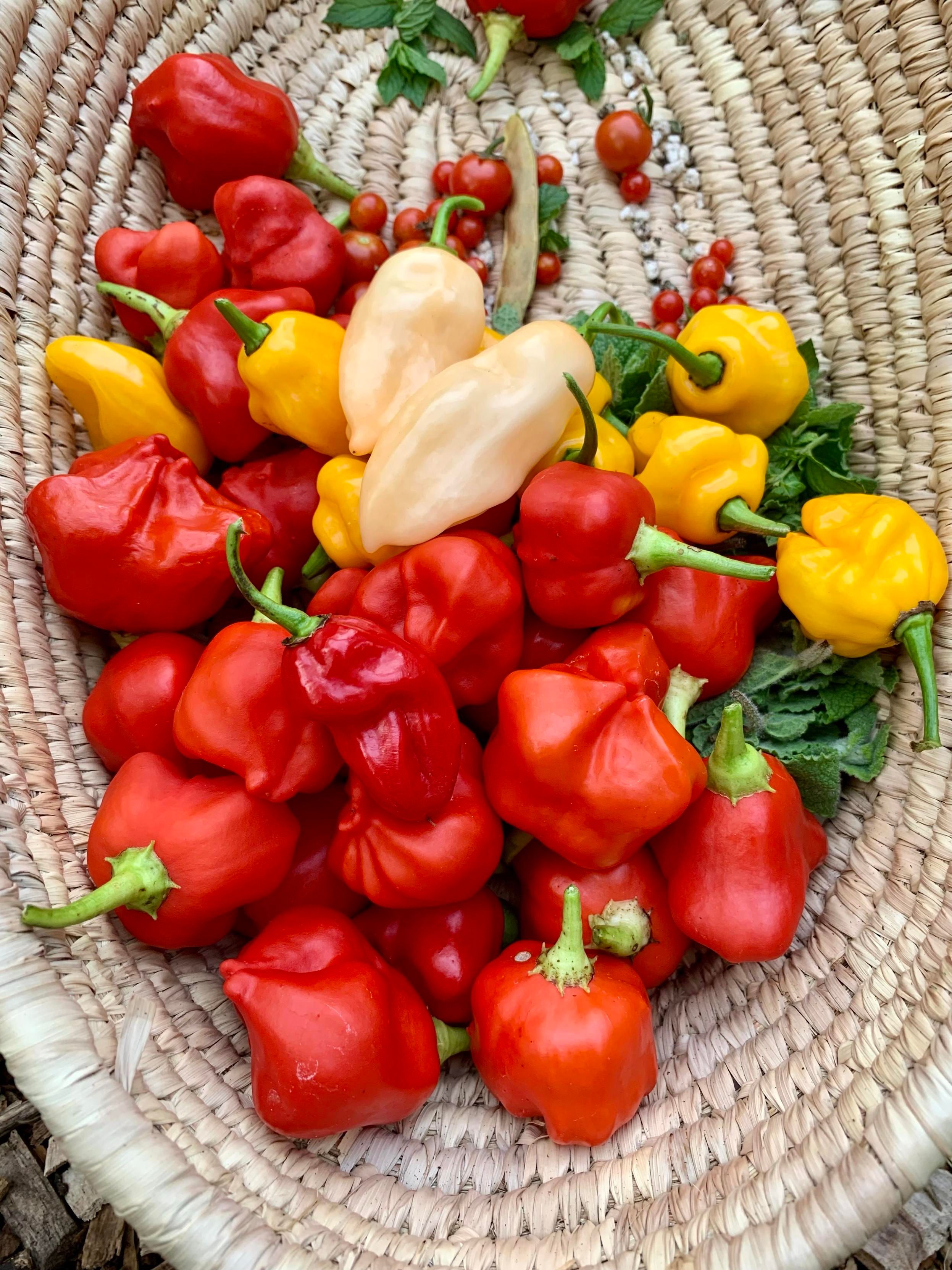 A woven basket filled with an assortment of colorful peppers, including red, yellow, and light orange varieties, along with some small tomatoes and green leaves.