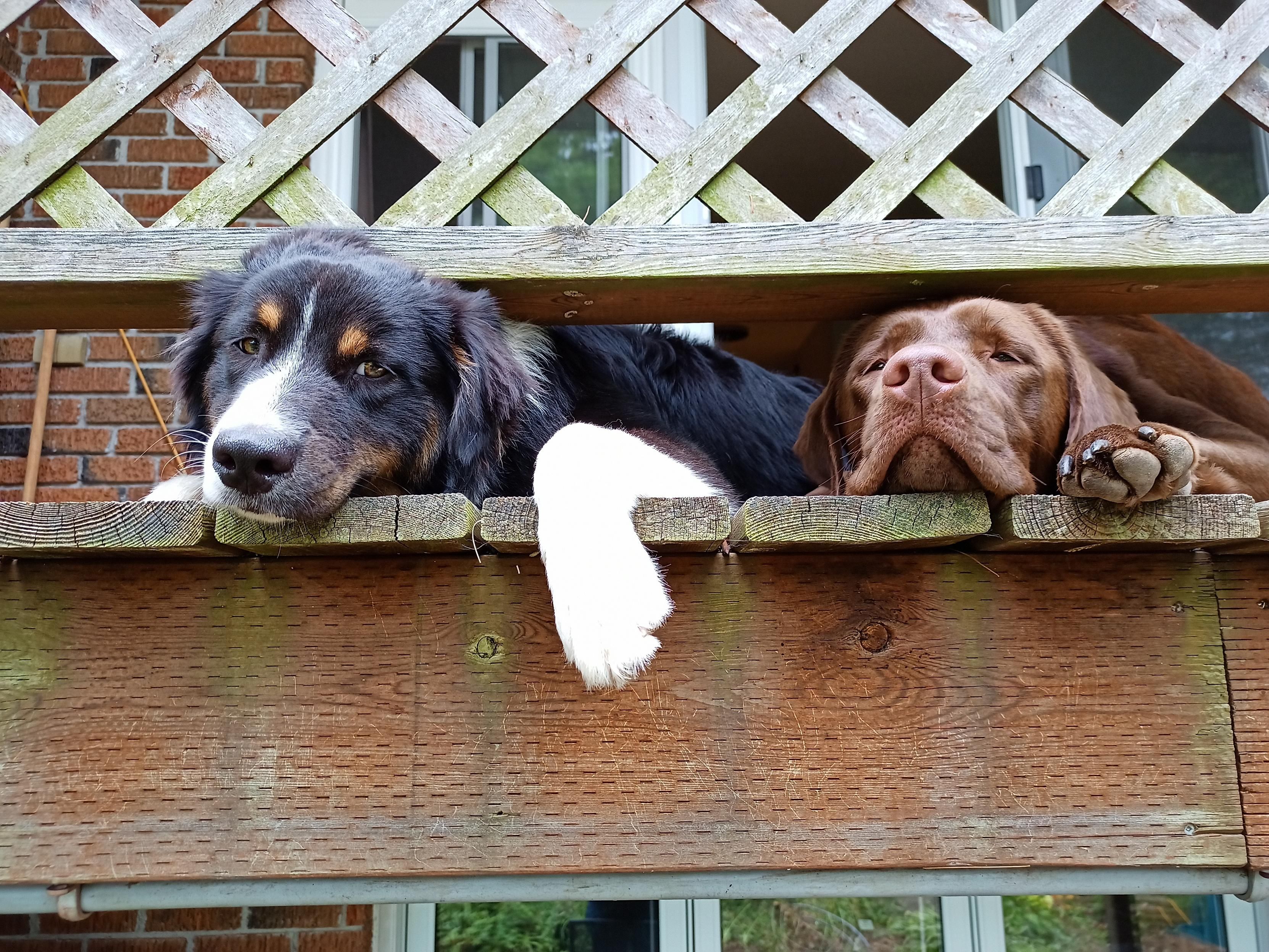 Two dogs, an Australian Shepherd and a Chocolate Lab are on a deck that's above eye level. they both have their heads jammed between the fence and the deck and are looking down at the photographer, clearly sad and wishing they were with the photographer instead of sucks on the deck.