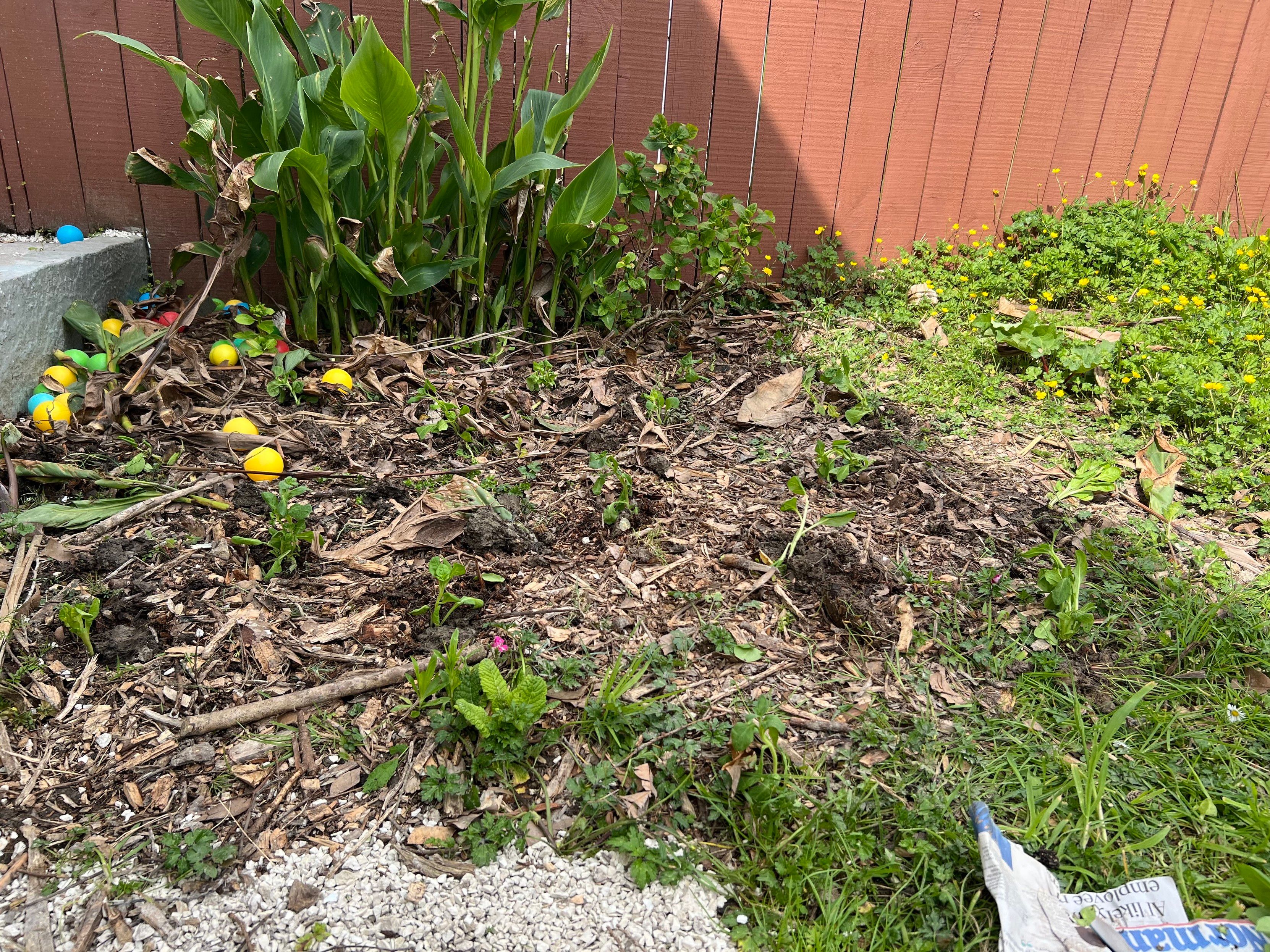 A garden area with sprouting petunia plants without flowers , scattered dried leaves, and colorful plastic balls left behind by my kids. A wooden fence is visible in the background, and there are patches of green grass and wildflowers.