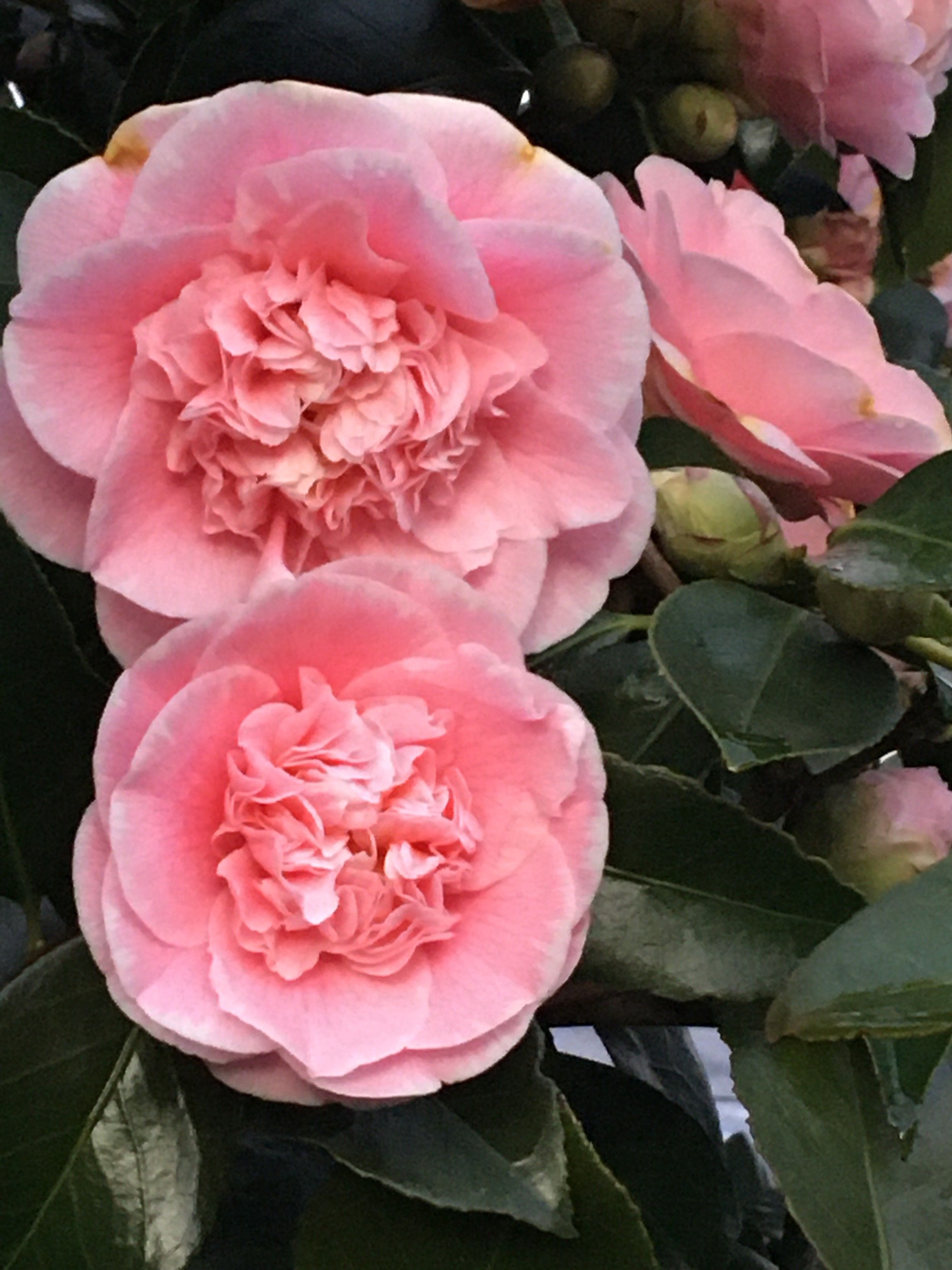 Pink camellia, showing signs of the recents rains, discolouring the blooms.