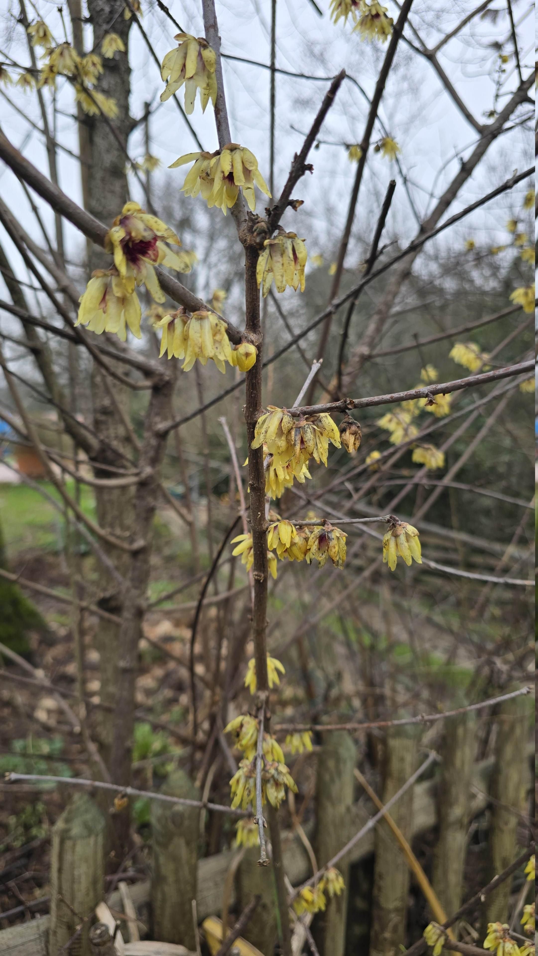 Ramo di calicantus coi suoi tipici fiorellini gialli, normalmente in fiore a gennaio.

Una foto pubblicata utilizzando Fediphoto-Lineage