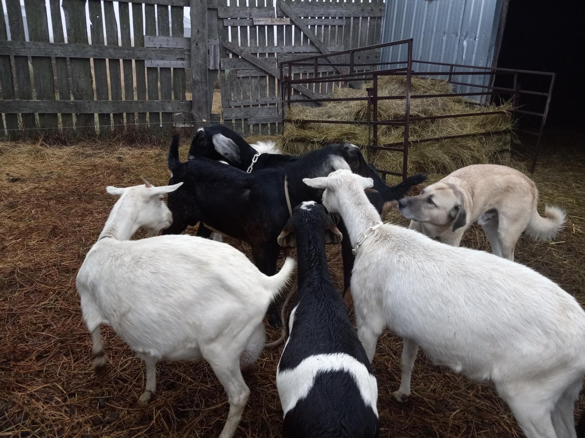 3 black goats and 2 white goats sniffing each other and circling around.  There's also a yellowish dog happily sniffing a goat bum.  There's a hay rack and a tall wooden fence in the background.  They are standing on muddy straw.