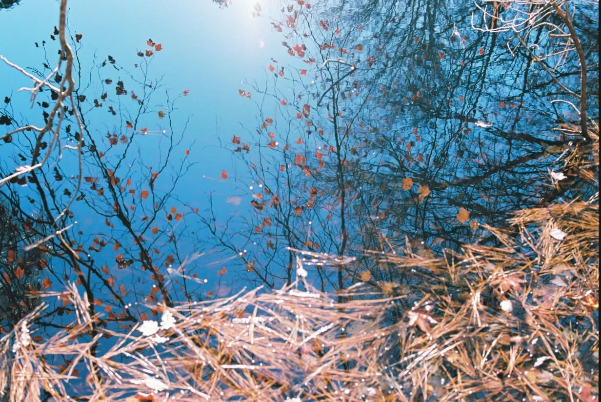 A color film photograph taken with my Nikon F3 using Kodak Cinestill 400D film. The surface of a pond reflects sunlight, sky, and spindly trees with autumn leaves. The sky is bright blue, fading into the sunlight towards the top of the frame. Appearing upright in the image are the watery reflections a few nearly bare saplings or perhaps branches that extend from the bank of the pond behind the photographer. Their small orange leaves are bright with sunshine and seem to hang in the air like confetti frozen in time. Reflections of larger trees on the other banks of the pond encroach from the left and right of the frame. The bottom of the frame is filled with pale orange pine needles that have collected on the surface of the pond, forming a mat that looks almost like a woven carpet. At the left of the frame, a single nearly white branch reaches down into the pond's surface to break the spell.