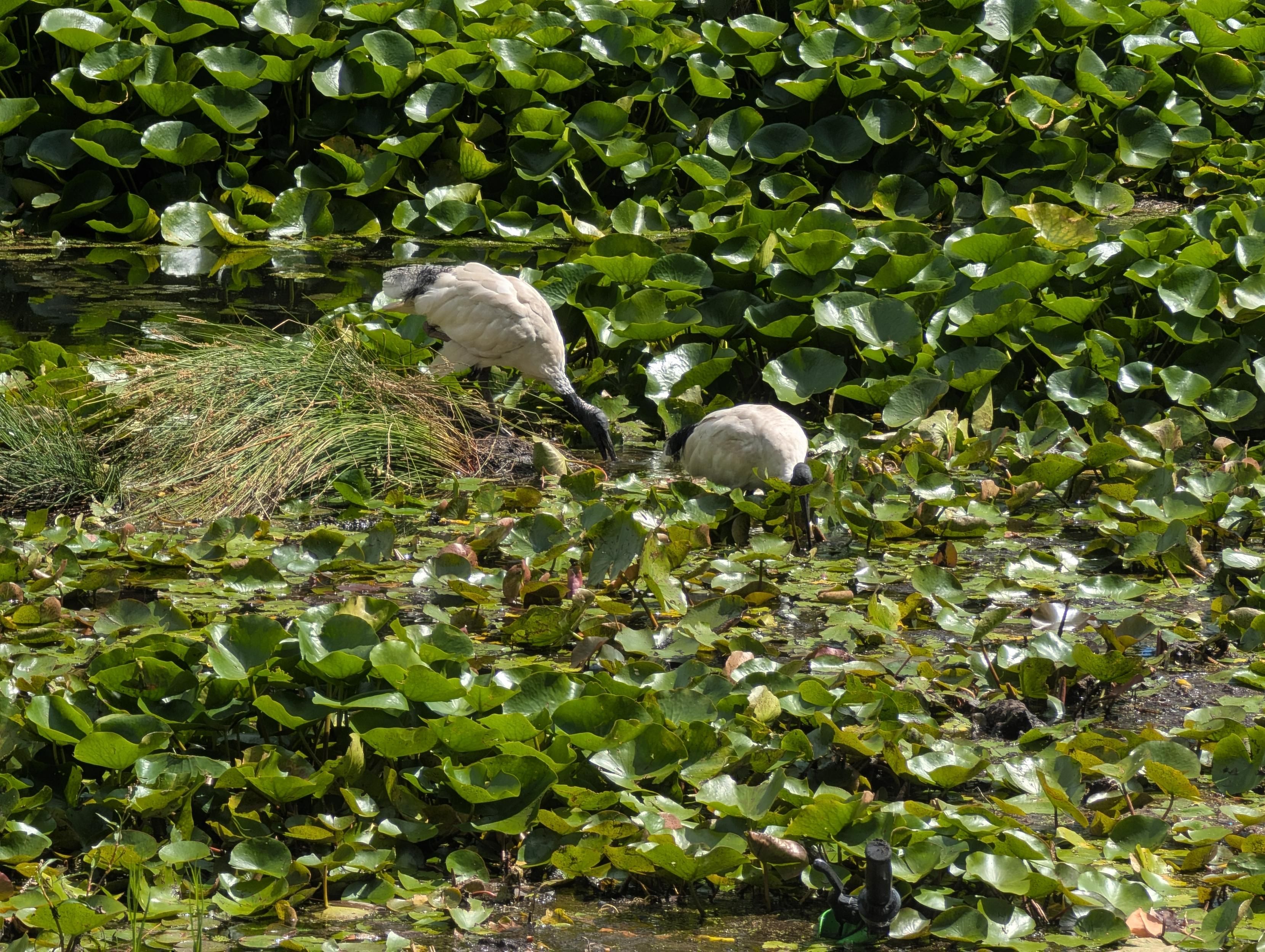 To Ibis, in the same pond with foliage on the top about to have a bath