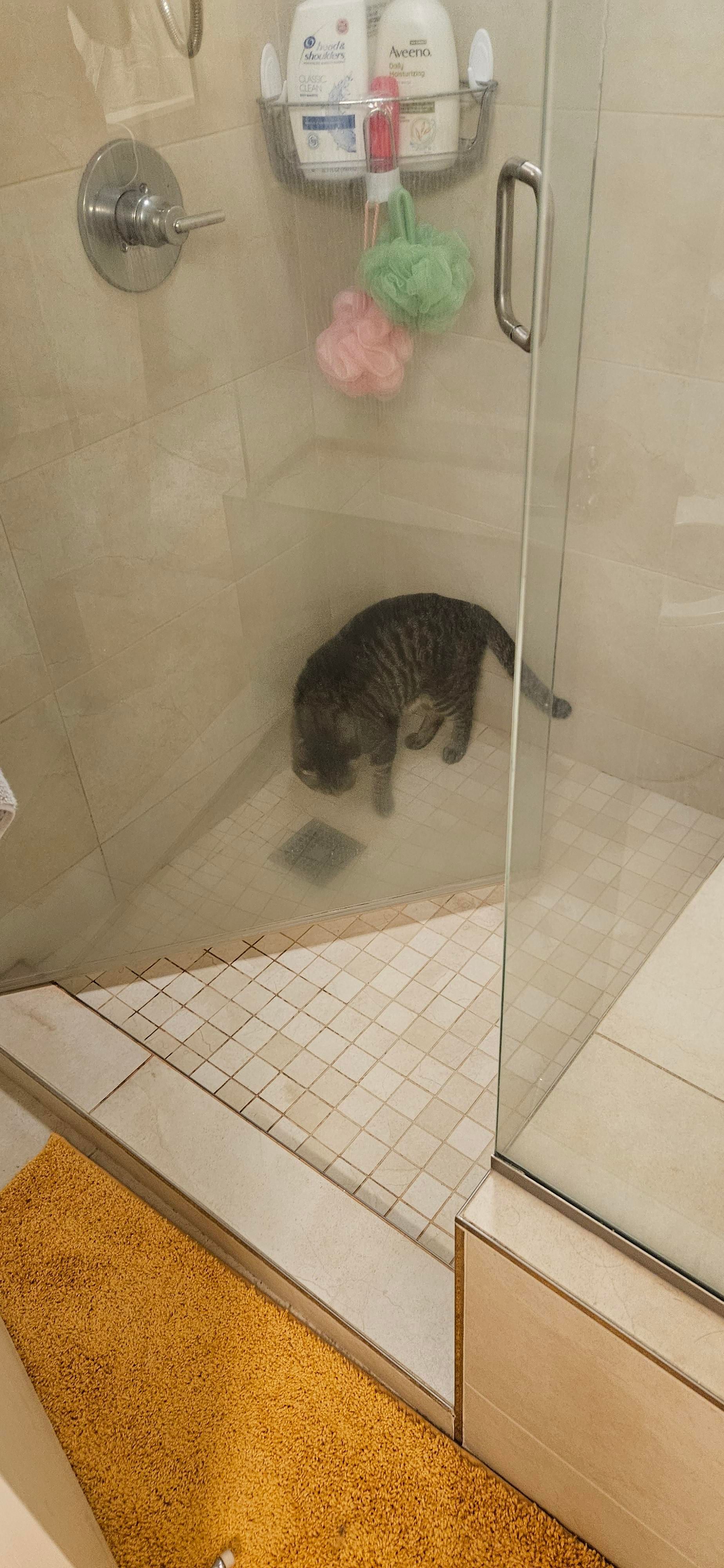 Momo in my shower, looking at the drain, seen through the glass door. There's a yellow carpet in front of the shower, and a caddy can be seen holding soaps and shampoos.