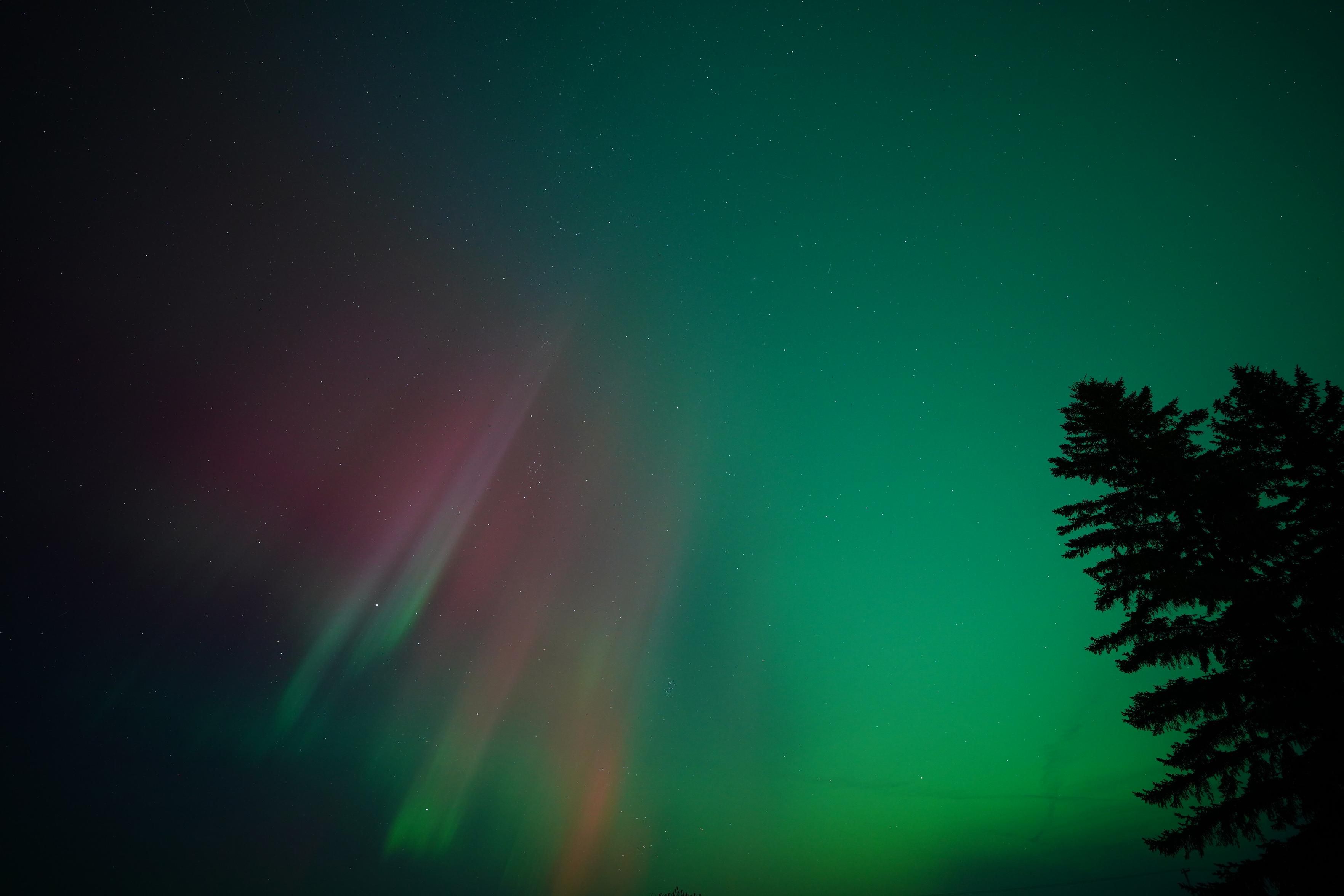 A bunch of aurora columns on the left, starting green at the bottom and transitioning to red at the top, with green covering the rest of the sky.  There are two silhouetted spruce trees in front of the green.