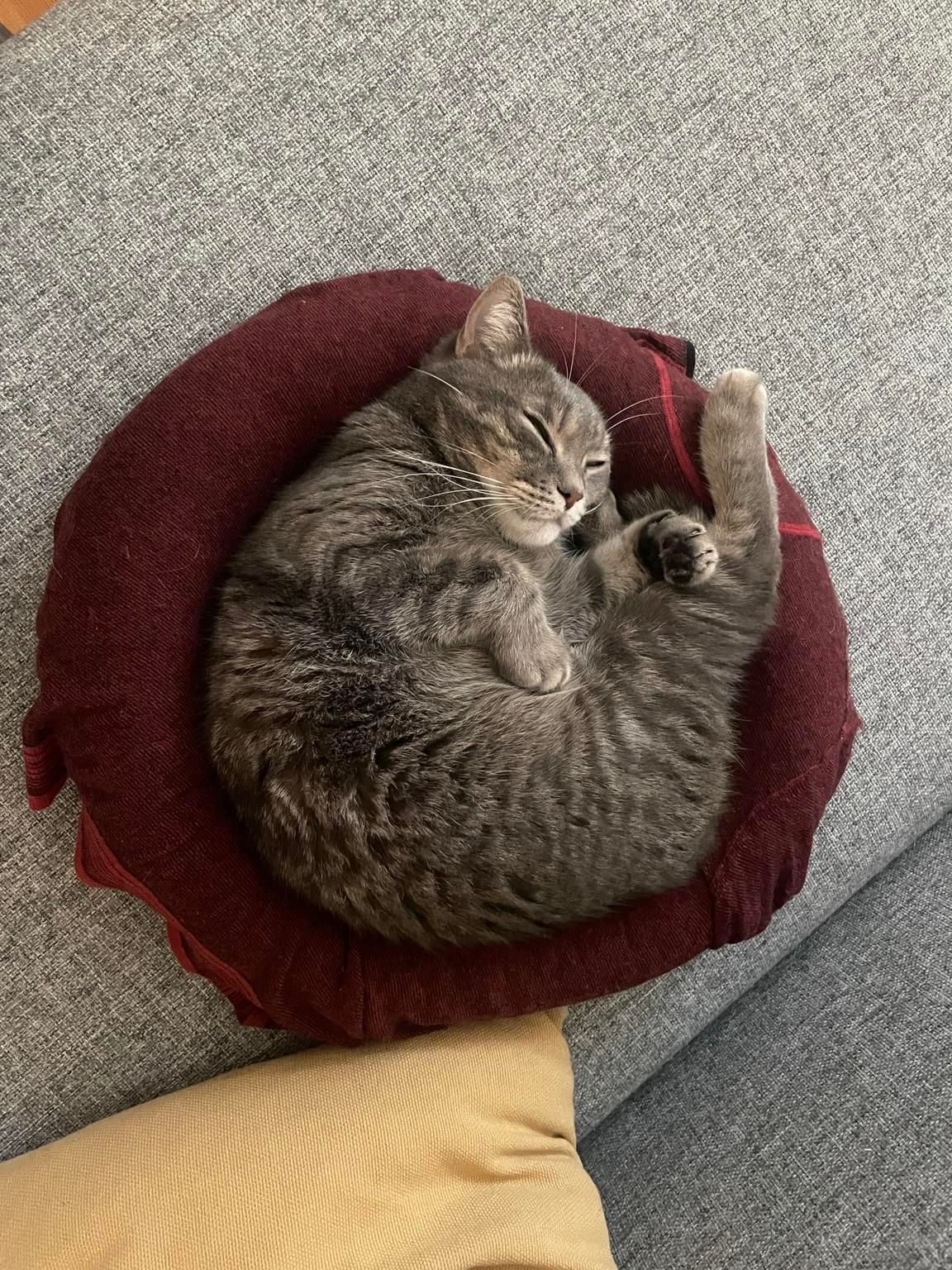 A gray cat is curled up and sleeping on a round burgundy pillow, resting on a gray sofa. A yellow pillow is visible in the bottom corner.