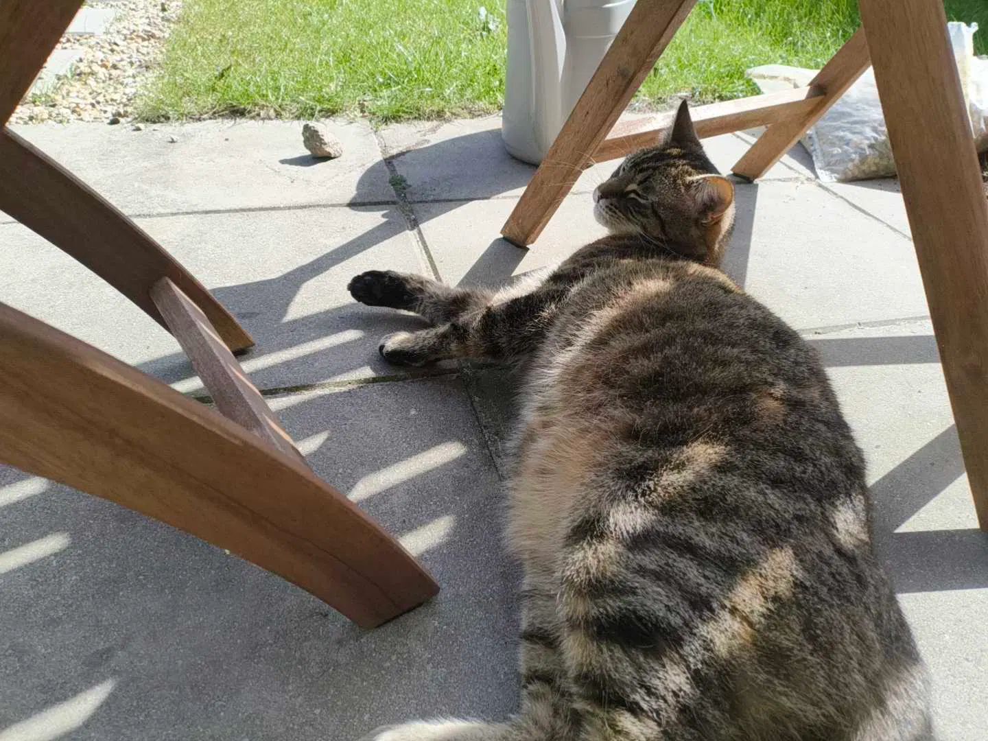 tofu in the garden 