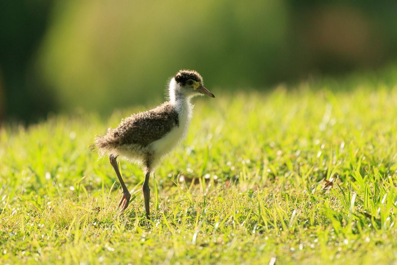 One of two Masked Lapwing chicks on grass. They are fluffy white bodied birds with brown mottled wings and cap and slightly long legs. 
