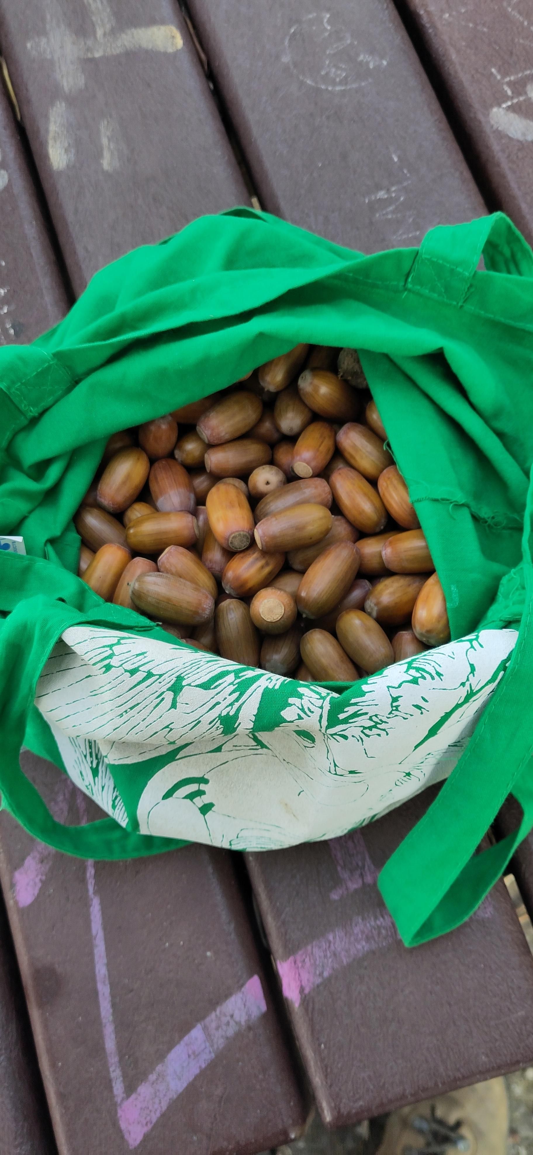 una borsa di tela verde con dentro ghiande di farnia