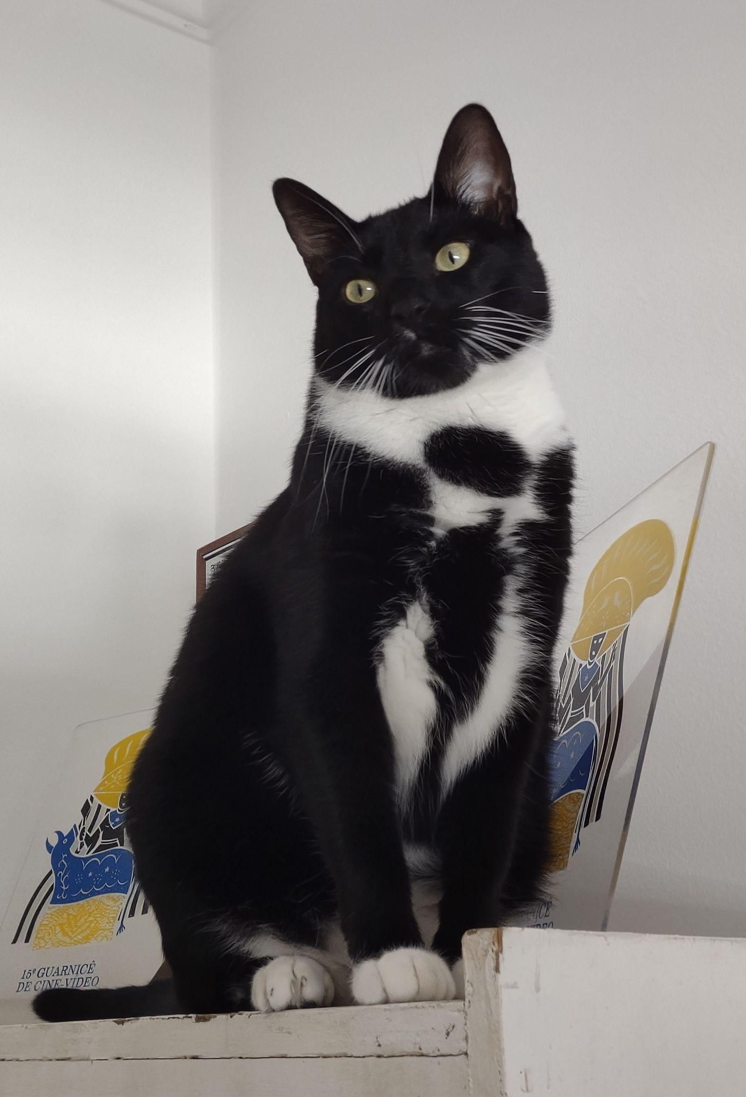 Beautiful Brazilian black cat.