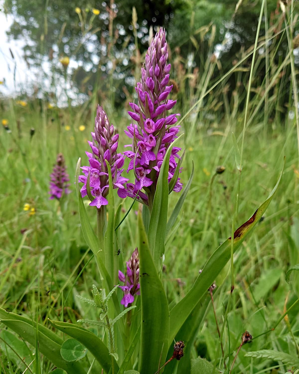 In a meadow of long grasses, from a low down viewpoint, are three cerise pink, long pyramid-shaped blooms of marsh orchids, with out of focus spots of yellow buttercups in the background. The leaves of the nearest plant are visible slightly in front of the flower.