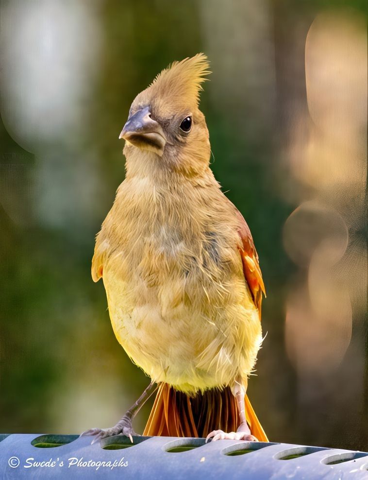 Curious Cardinal Fledgling

"A fledgling northern cardinal stands poised on the edge of a birdbath, its small body a blend of soft browns and muted reds. The red hues shimmer more brightly on its wings and tail, hinting at the vibrant adult plumage to come. Its crest—a signature feature—is slightly raised, giving the young bird a look of curiosity and alertness. A stout, conical beak juts forward, and its dark eyes seem to scan the surroundings with quiet intensity. The bird grips the rim of the birdbath with delicate feet, balancing confidently. The bath itself is weathered, with small holes along its edge, and the background blurs into a gentle wash of greens and browns, evoking a peaceful outdoor setting. The image bears the signature “© Swede’s Photographs” in the bottom left corner." - Copilot