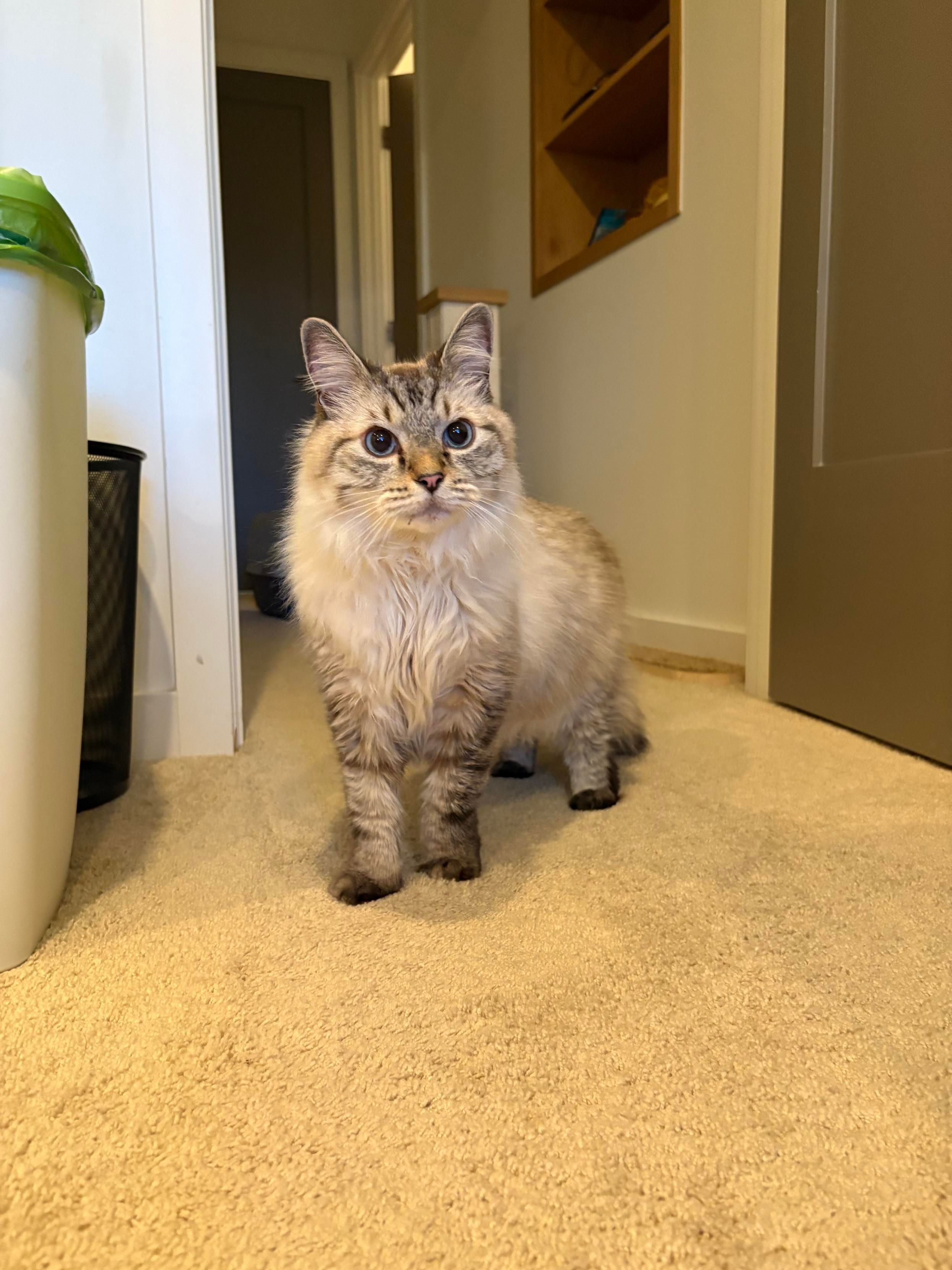 Extremely floofy cat wondering why he’s radioactive now