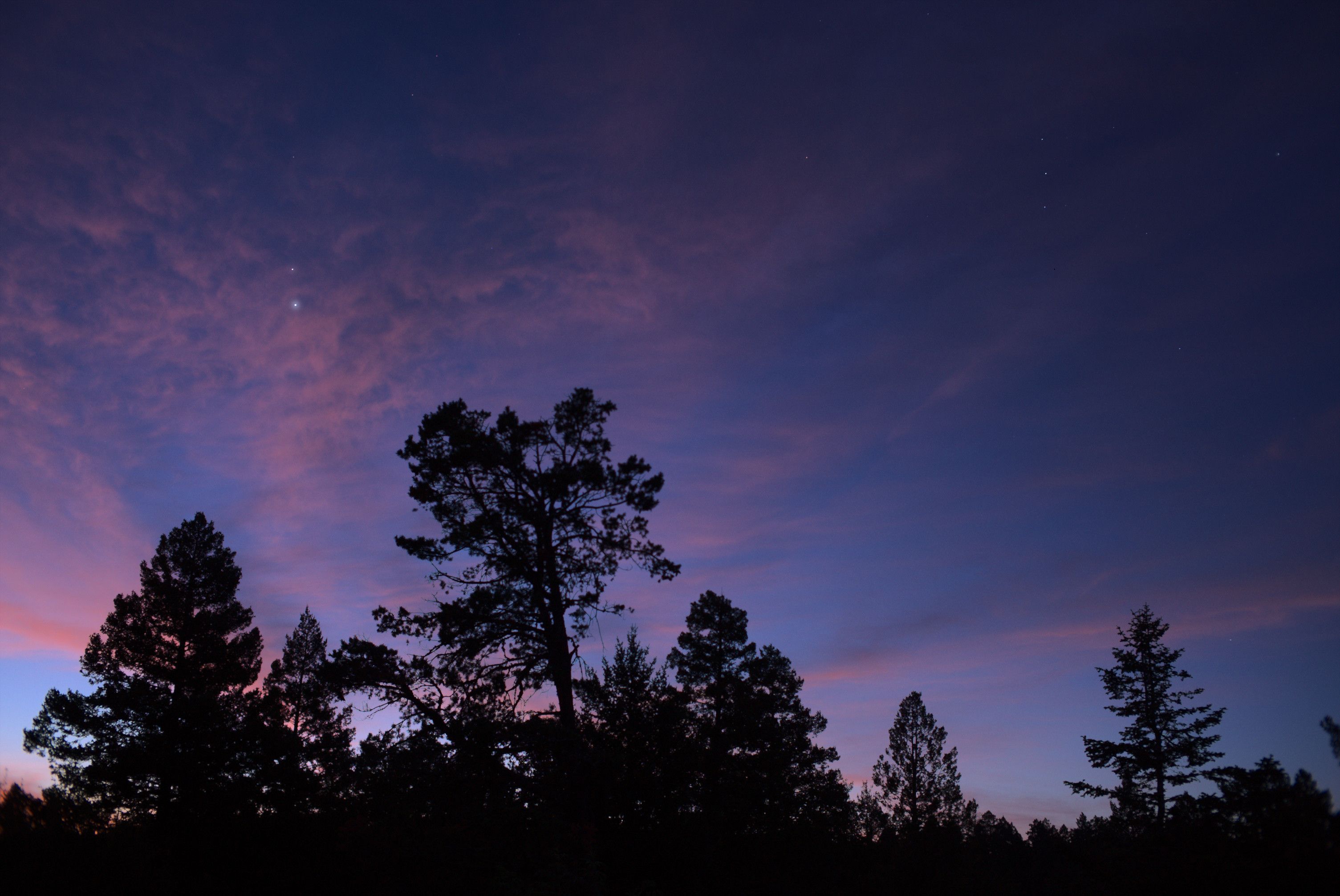 Venus and Jupiter shine through scattered pink clouds in bright morning twilight.

Orion is in the right half of the frame. Orion's belt is vertical.

Dark trees are silhouettes.
