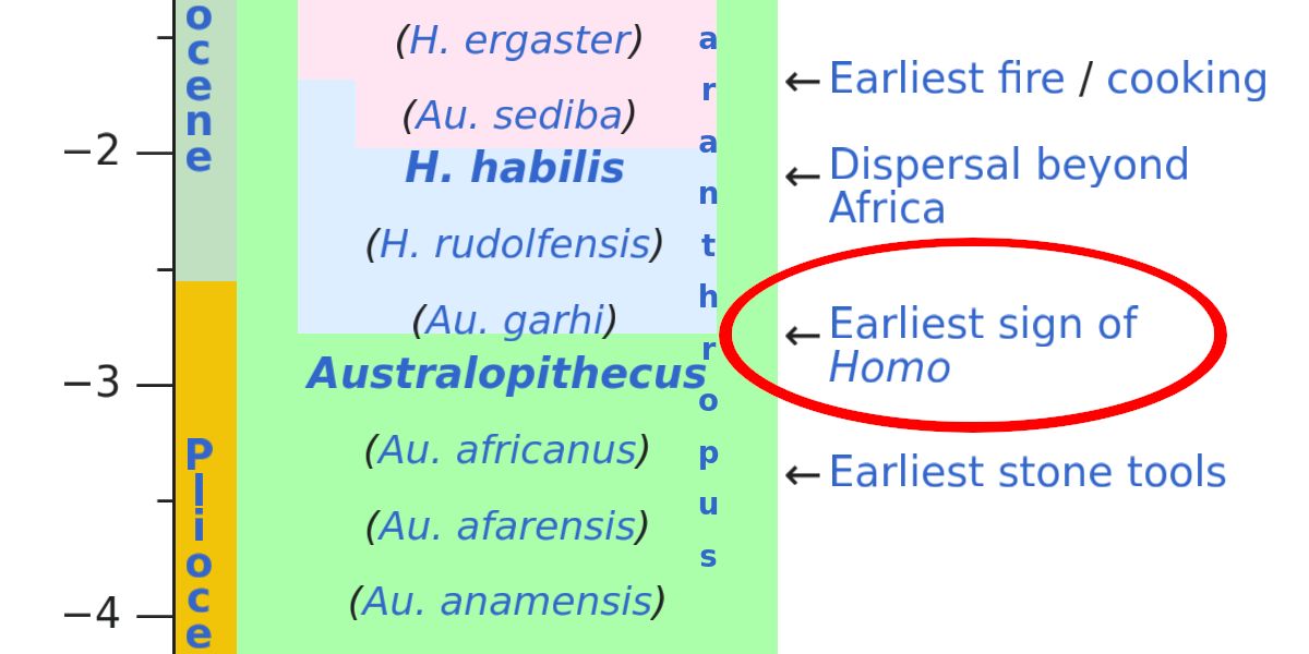 Screenshot from Wikipedia showing historical epochs with related developments in hominid phylogeny. Near then end of the Pliocene there is an arrow with the text "Earliest sign of Homo"