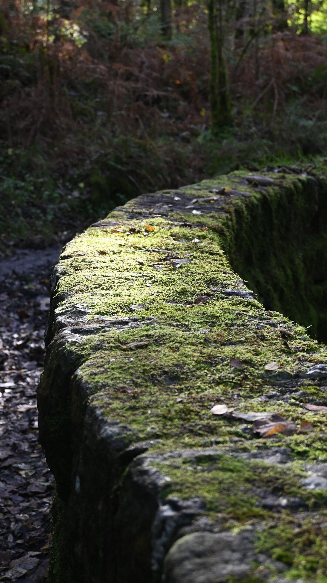Curved wall covered in moss in the sunshine. Brinscall Woods, Lancashire 