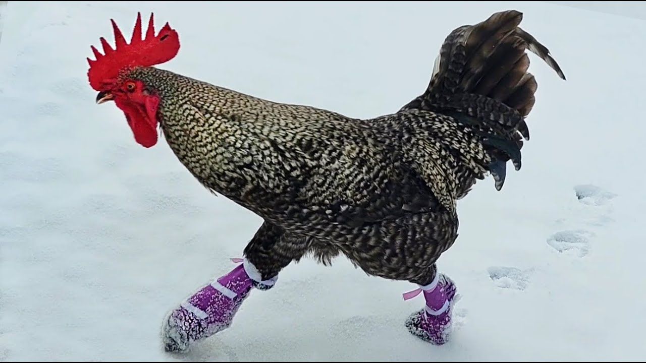Cock wearing Socks
