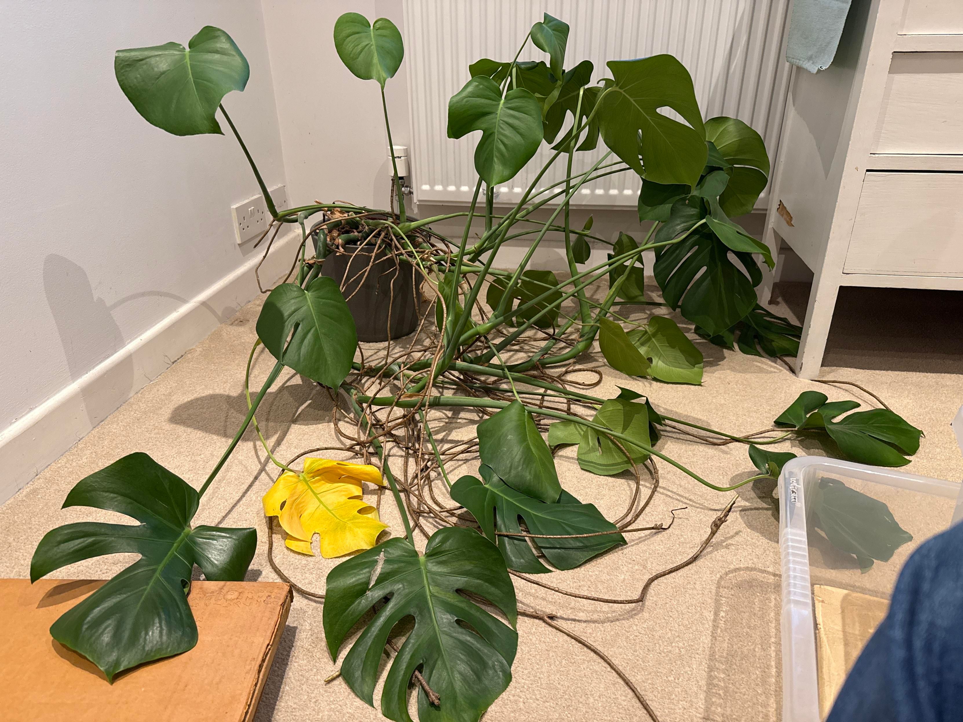 An utterly overgrown and lopsided monstera sits on a floor