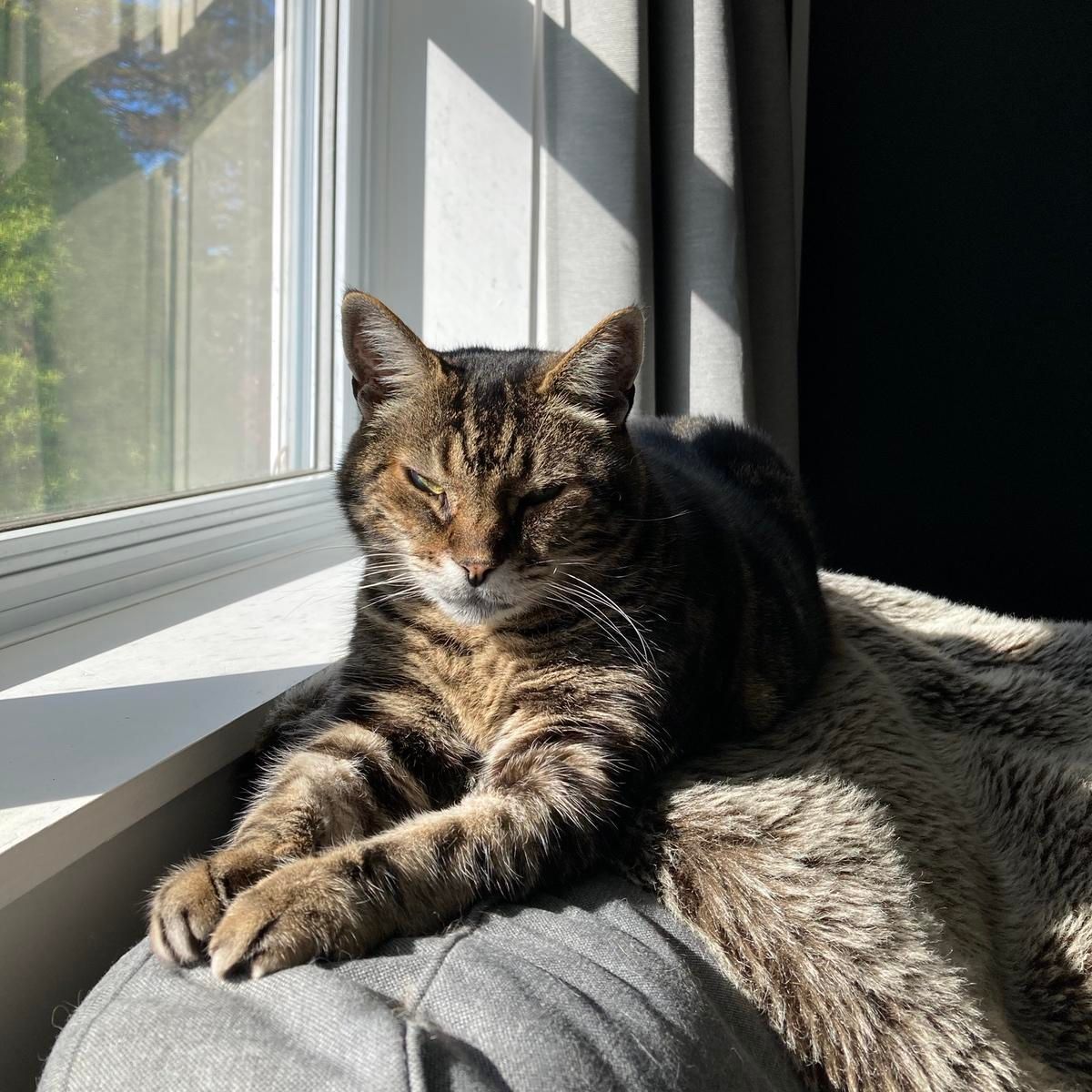 Tabby cat lounging on the back of a grey sofa next to a window in the sun. He's partially laying on a taupe faux fur throw. An evergreen tree and bits of blue sky are visible outside the window. He's looking at the camera, his eyes half closed. The left side of his face (our right), is nearly in shadow.