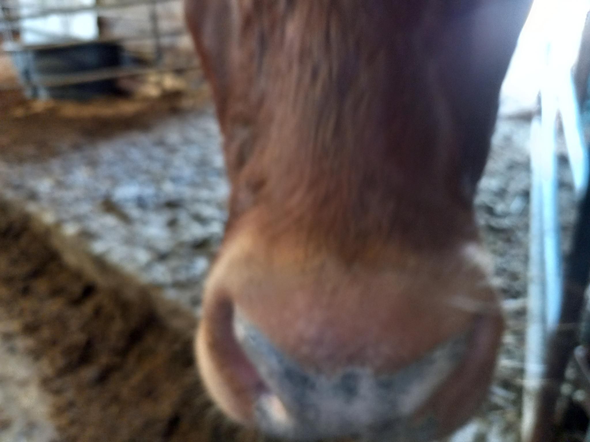 A very close-up, slightly out-of-focus view of the cows moist nose as she comes in close to make sure that my phone isn't something that might be delicious.