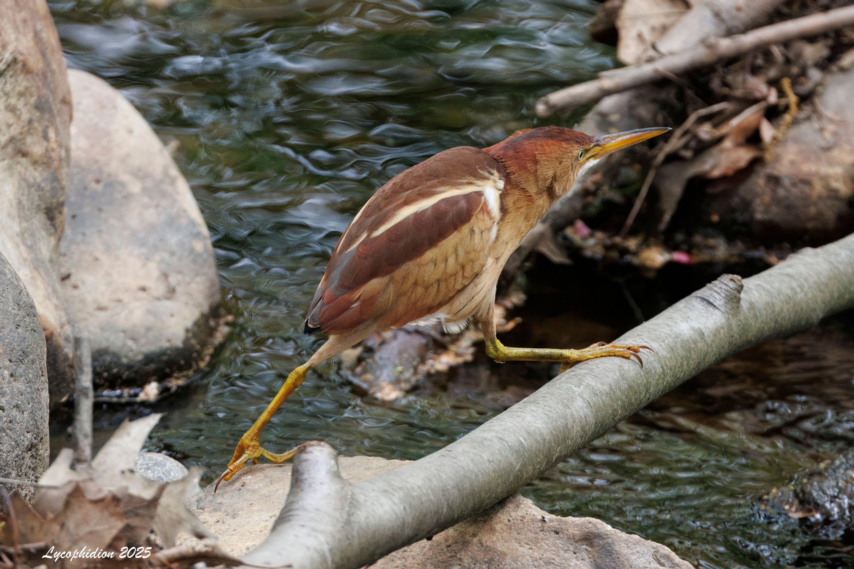 Least Bittern strolling across a log across a stream. A robin-sized heron with a red-brown body with white dorsal markings and darker coverts.