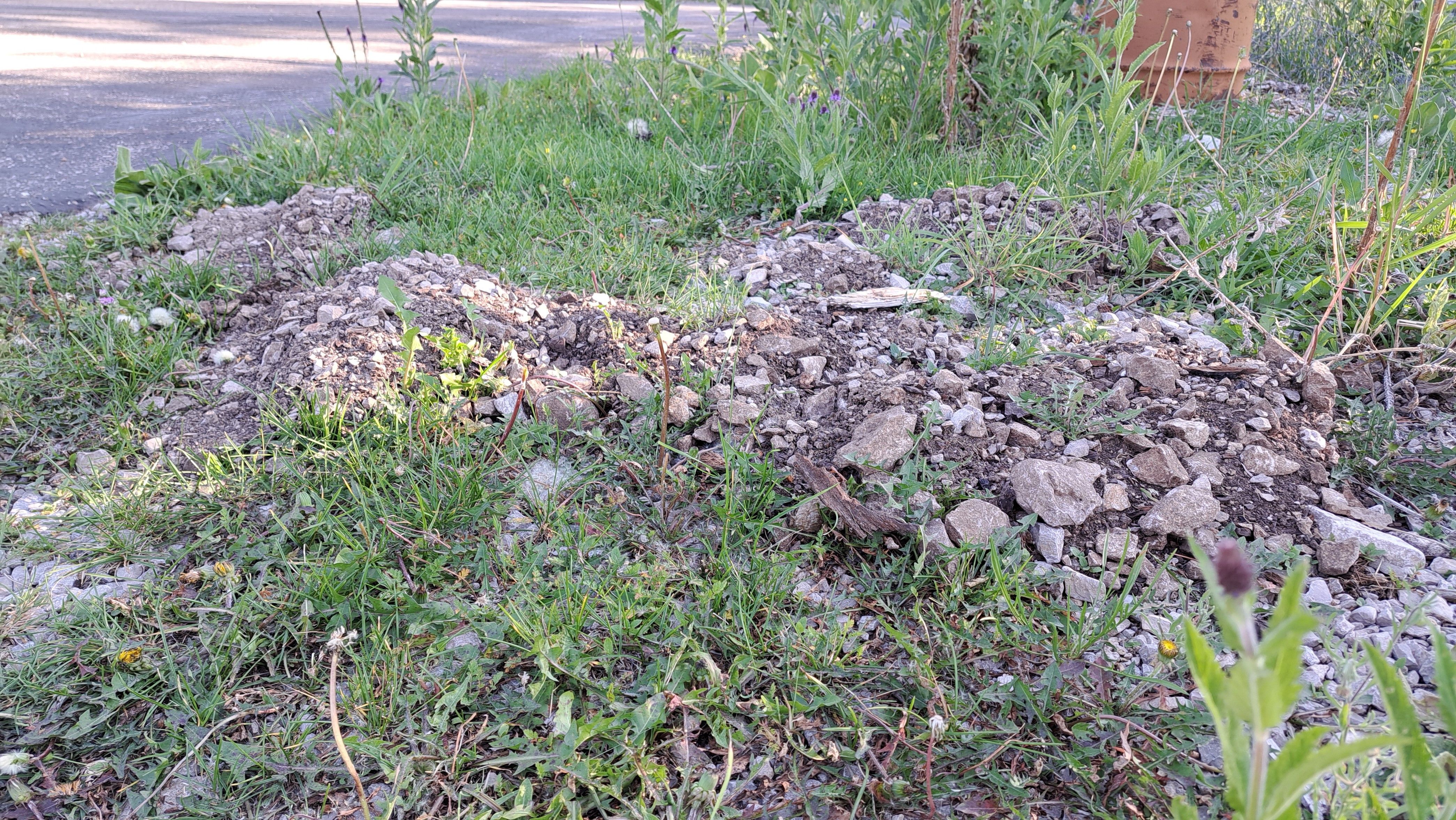 An animal is digging in the yard. What animal? Searching for food? I don't know.