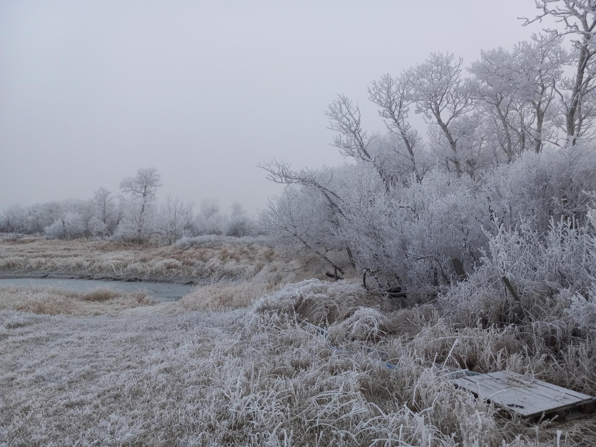 A small frozen pond surrounded by completely frosted grass, bare trees completely covered with frost, and a grey foggy sky above.  Almost no colour at all in the picture.
