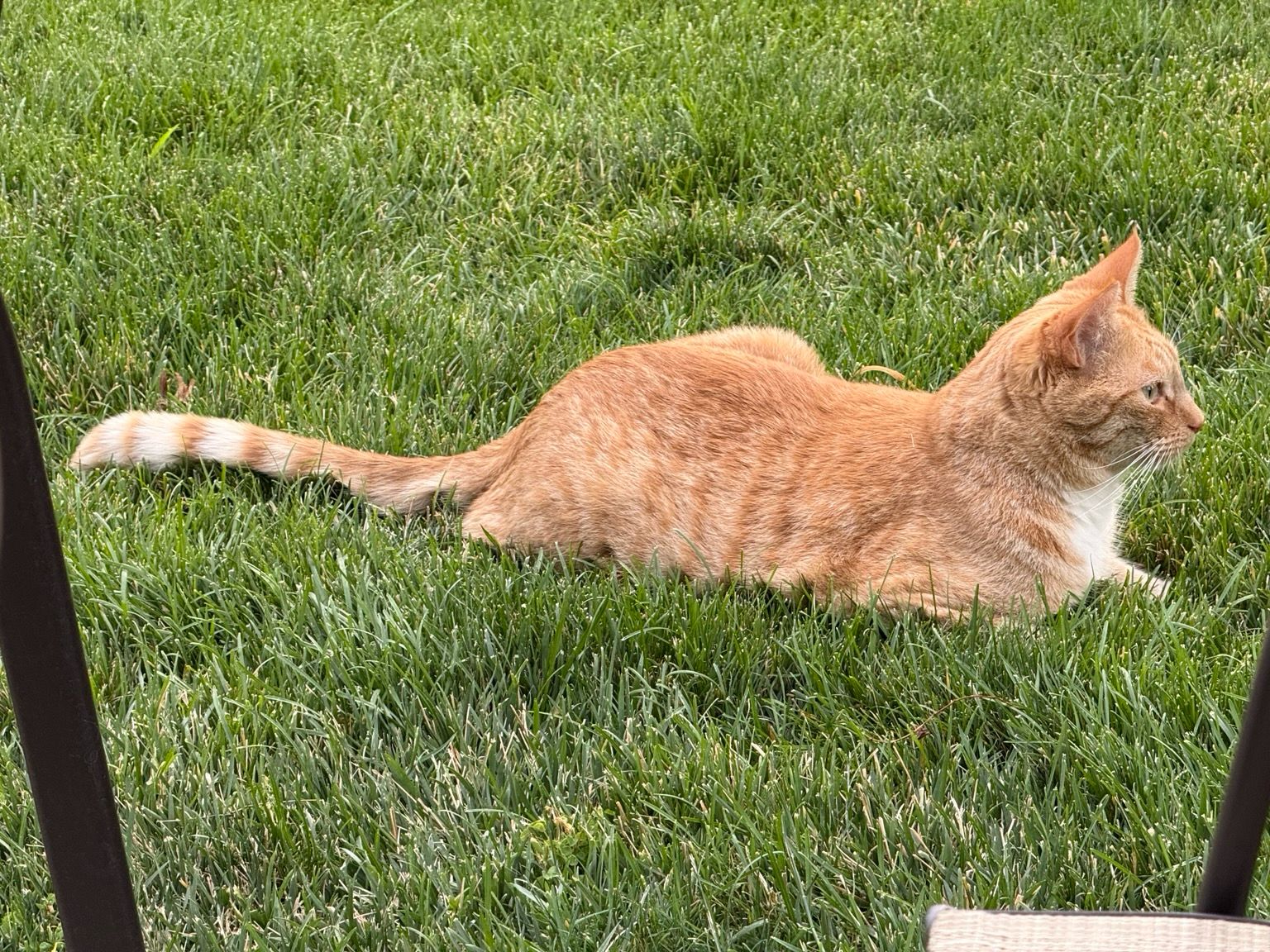 An orange kitty on green grass 