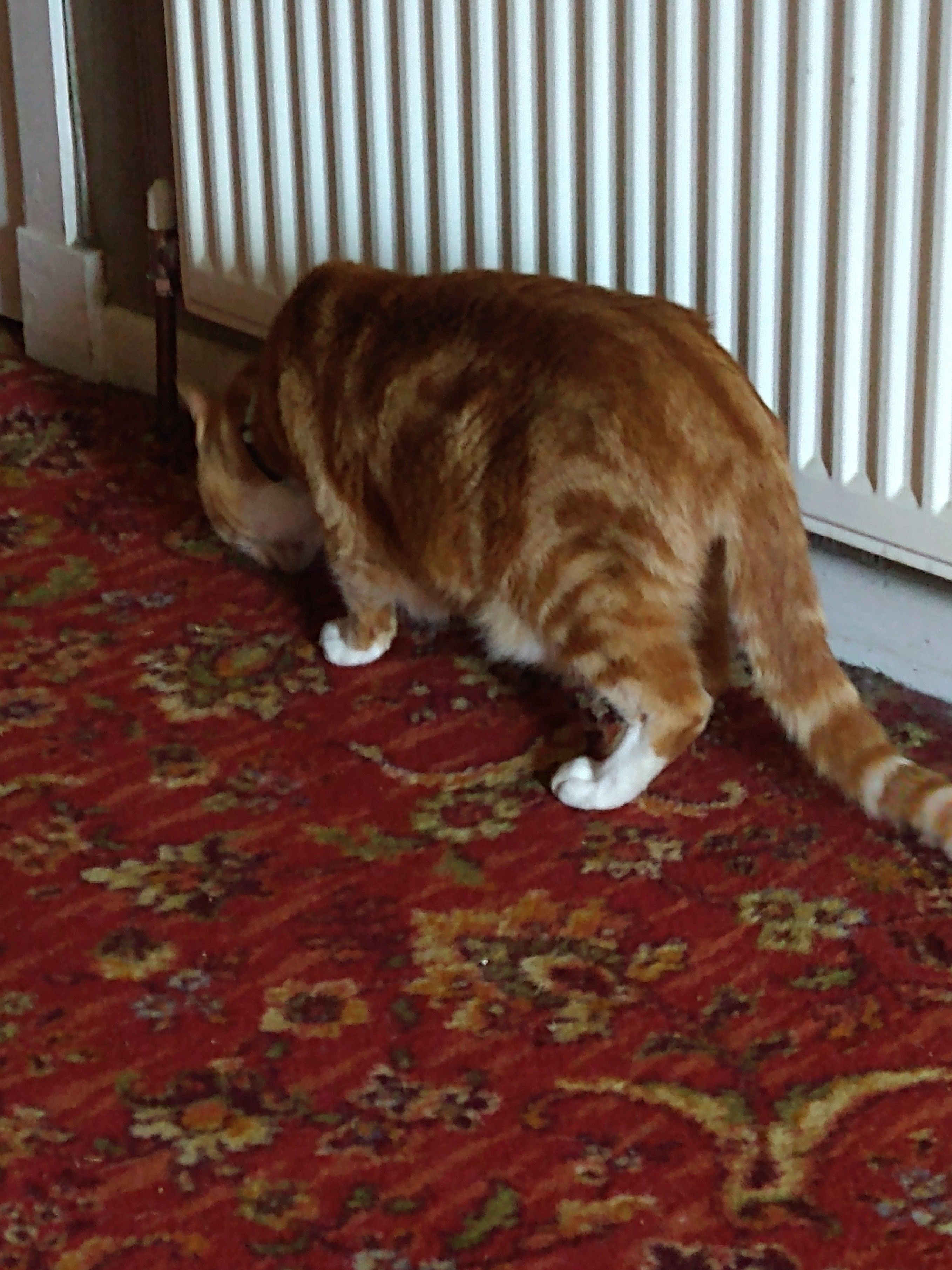 Ginger tom exploring a red carpet in a hallway,