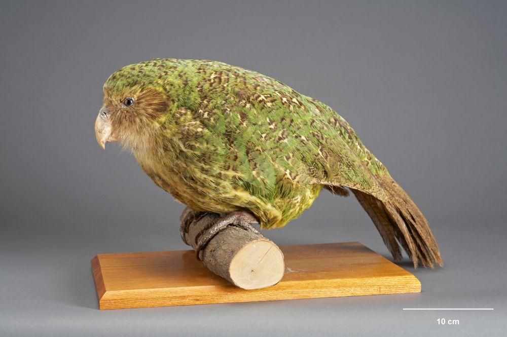 Herbarium specimens offer a rare glimpse into the historical hunt for Fiordland kākāpō.