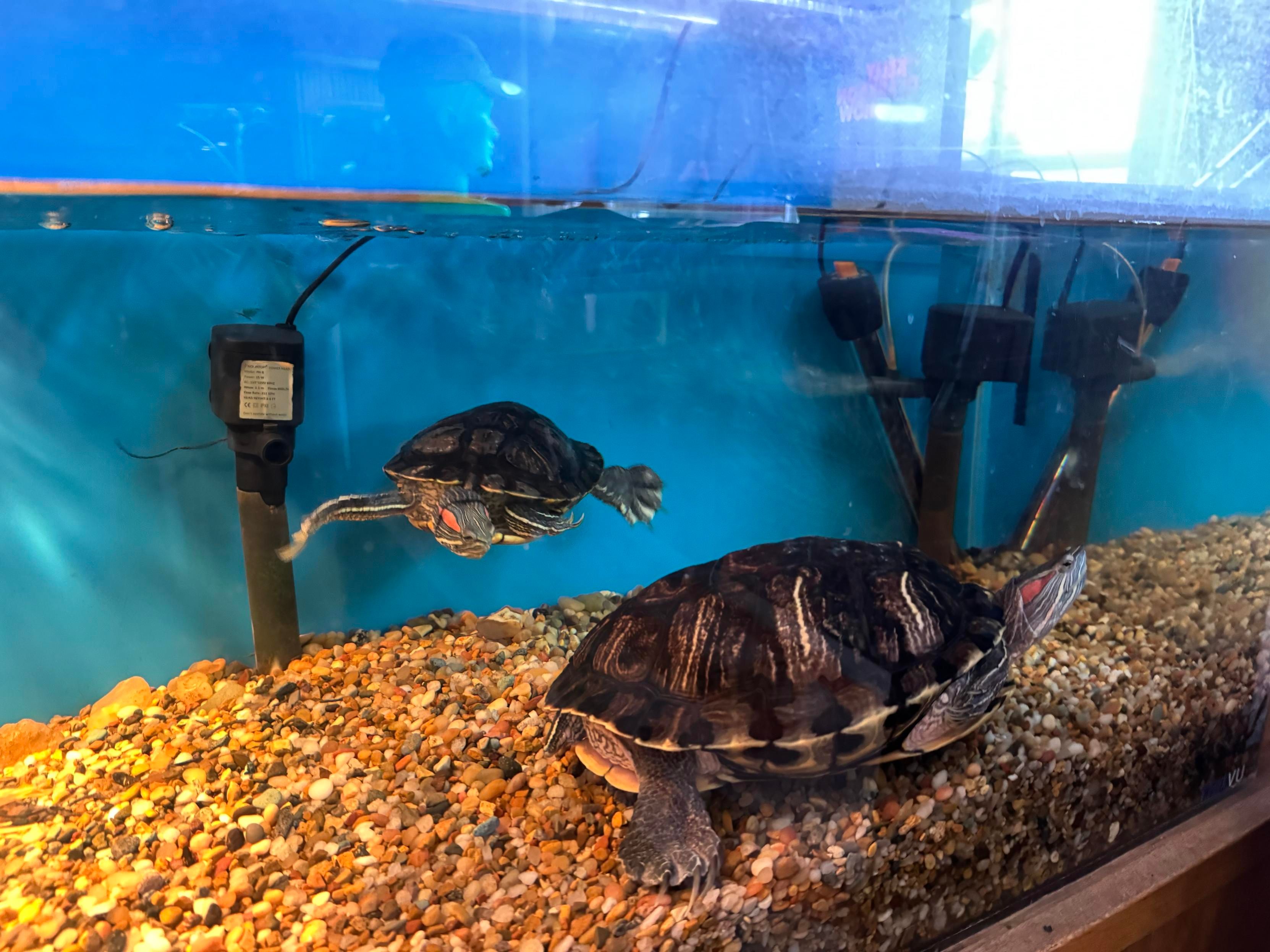 Two turtles swimming in a clear aquarium filled with pebbles. One turtle is moving while the other rests on the bottom. Equipment for water maintenance is visible in the background.