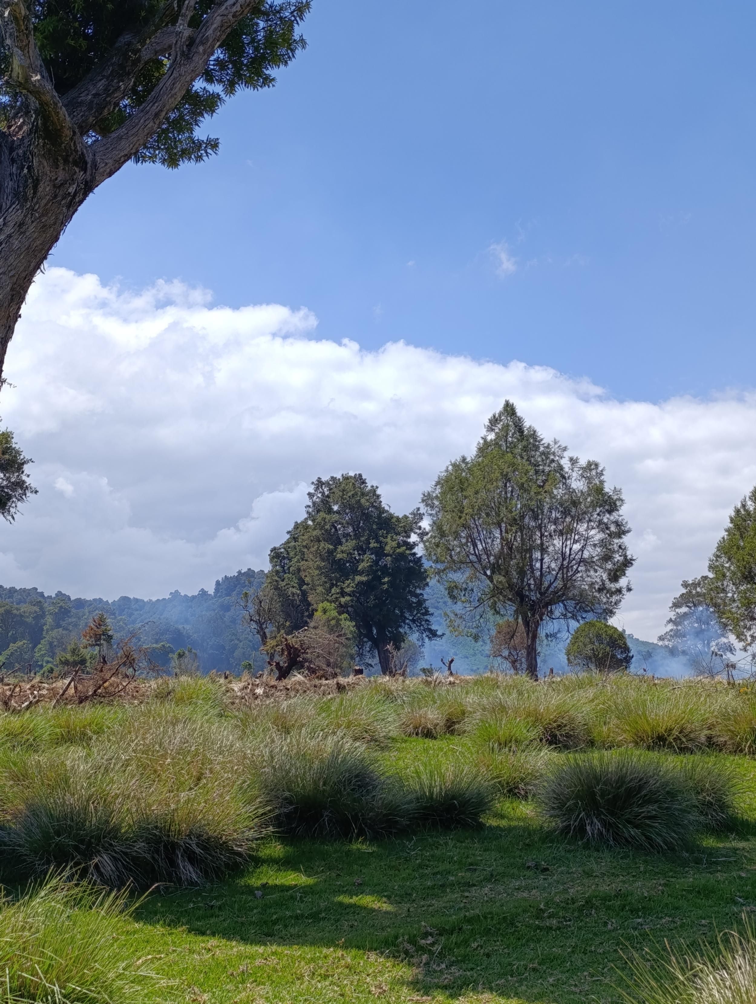 Farms designated area in the forest being prepared. 