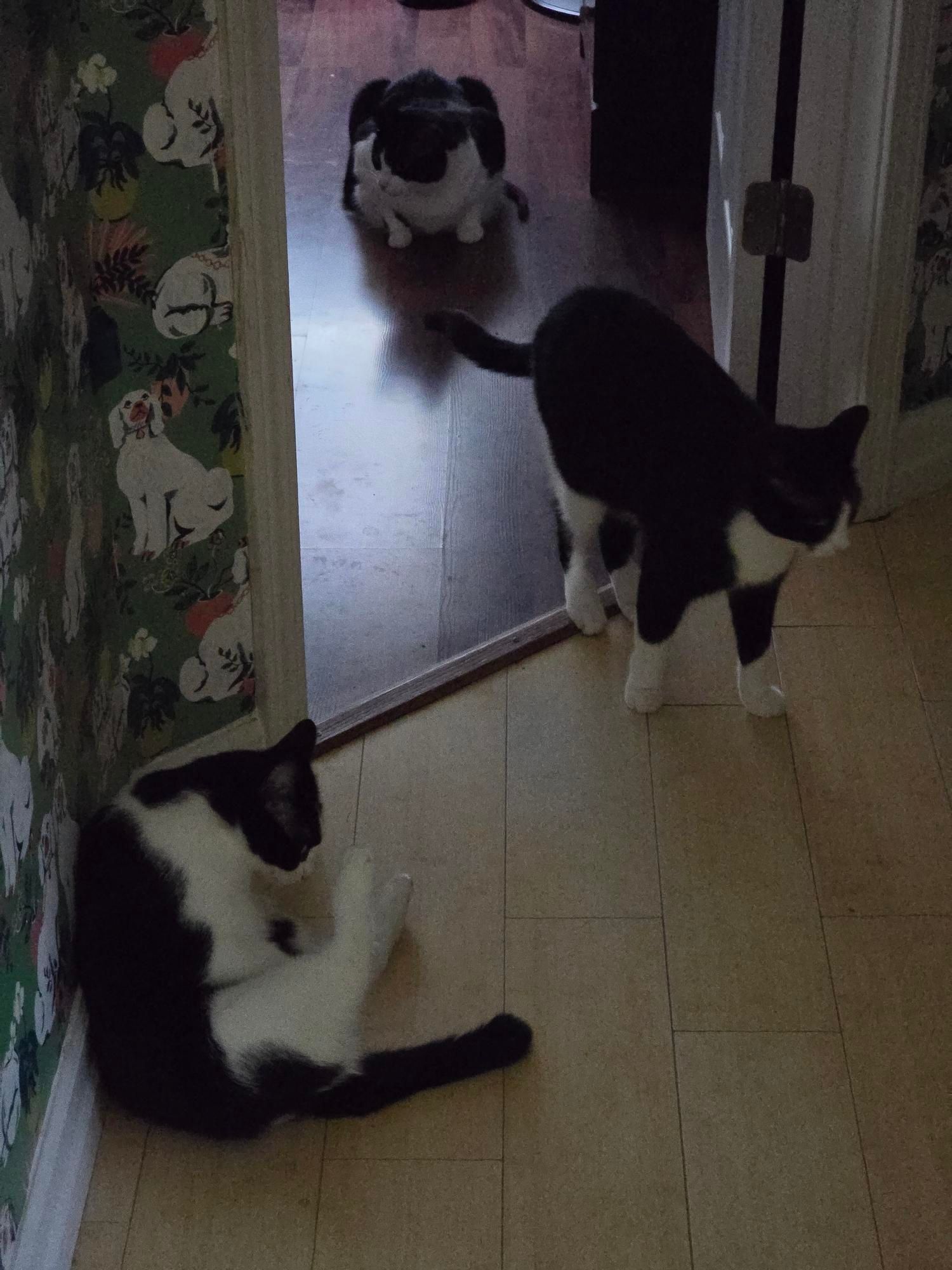 Three black and white tuxedo cats in a line in my hallway and bedroom. From front to back there is Penguin, Oreo, and Mr Minx. The floor is blonde bamboo transitioning to dark wood. The walls have funky green dog wallpaper. The doors and trim are white.