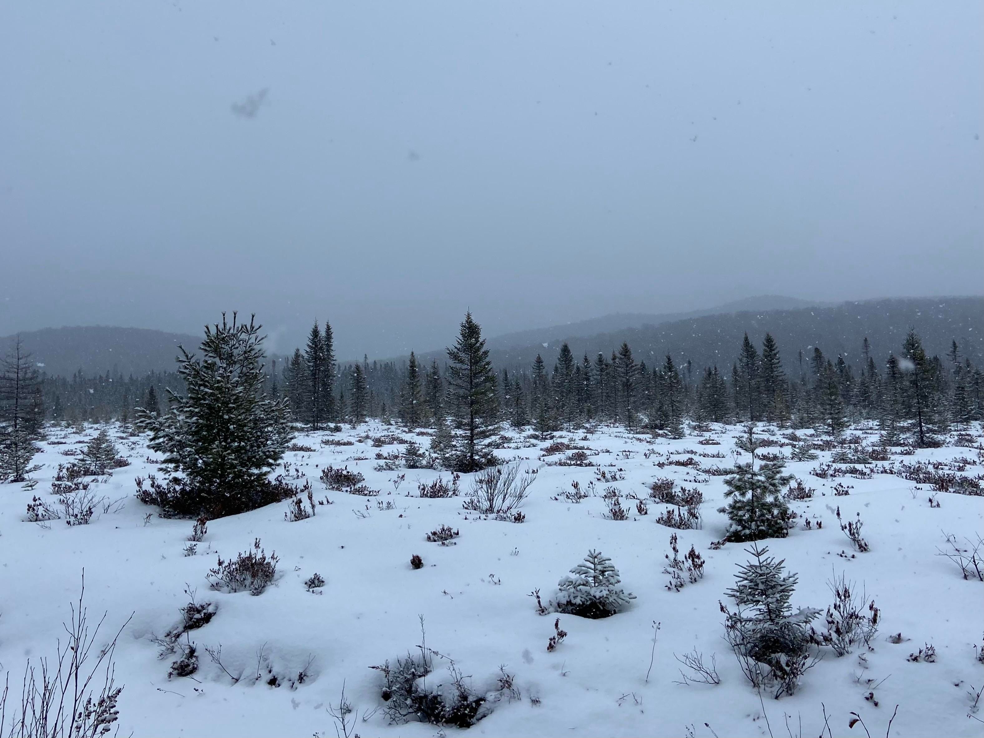 A snowy bog in the Adirondacks, a few small evergreen trees sticking out of snow. In the distance, hills and mountains are fading into mist and clouds. We can see a big fluffy snowflake falling. The photo looks black and white, but it's color. 