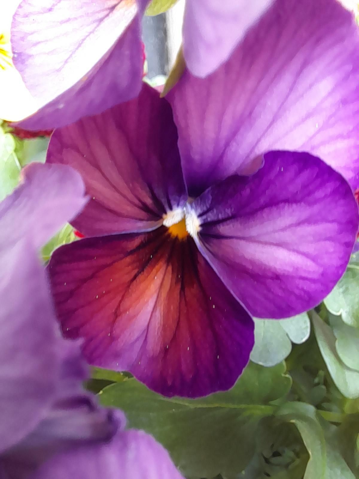 A purple Viola cornuta with reddish nuances in the middle.
