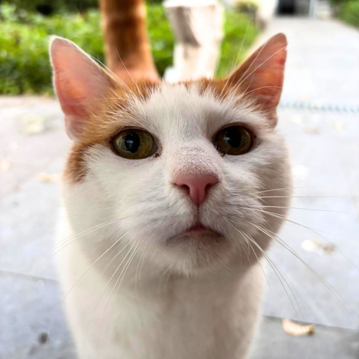 white and ginger cat
