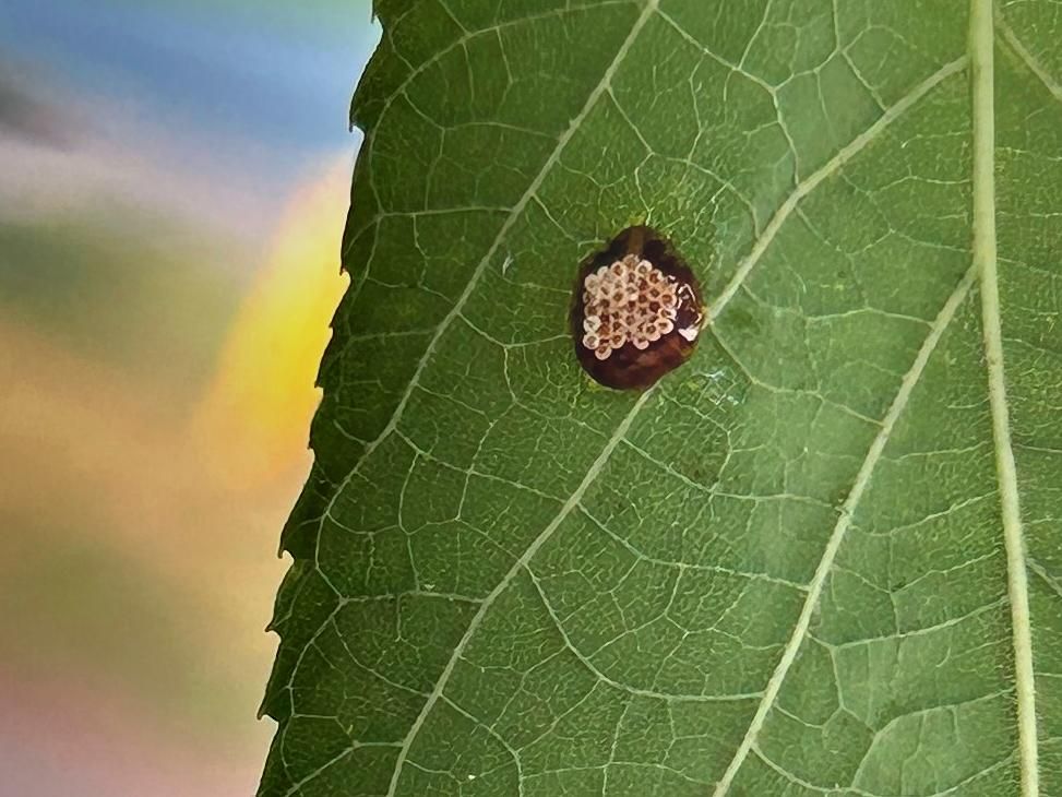 A closeup on the dot from the first picture. It is a tiny blob of brownish jelly with a honeycomb-like structure of small cells on its surface.