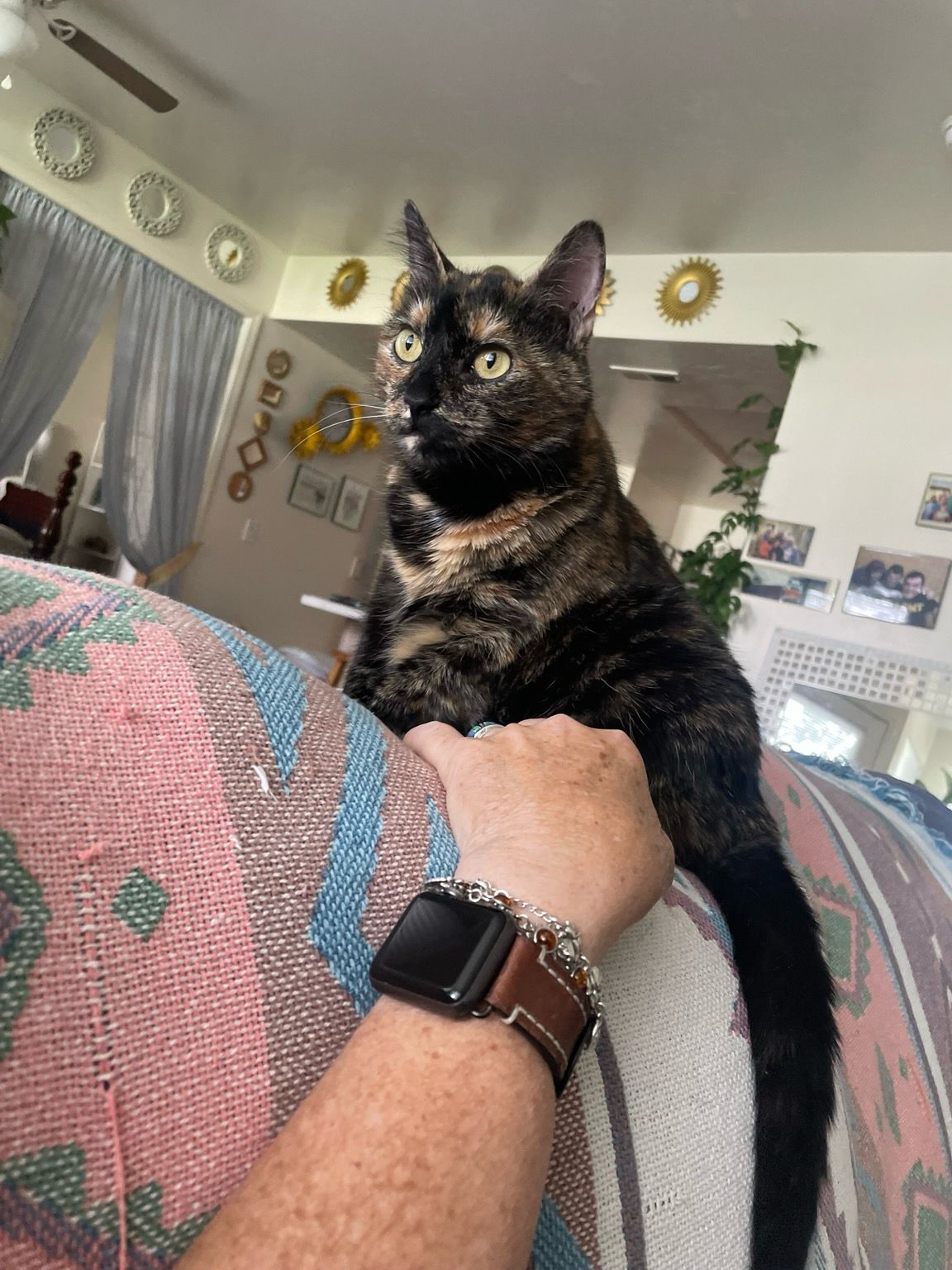 Cupid the Tortie on the back of a sofa. 