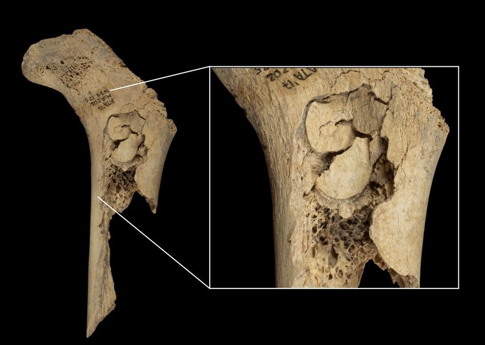 cannibalismo El Mirador