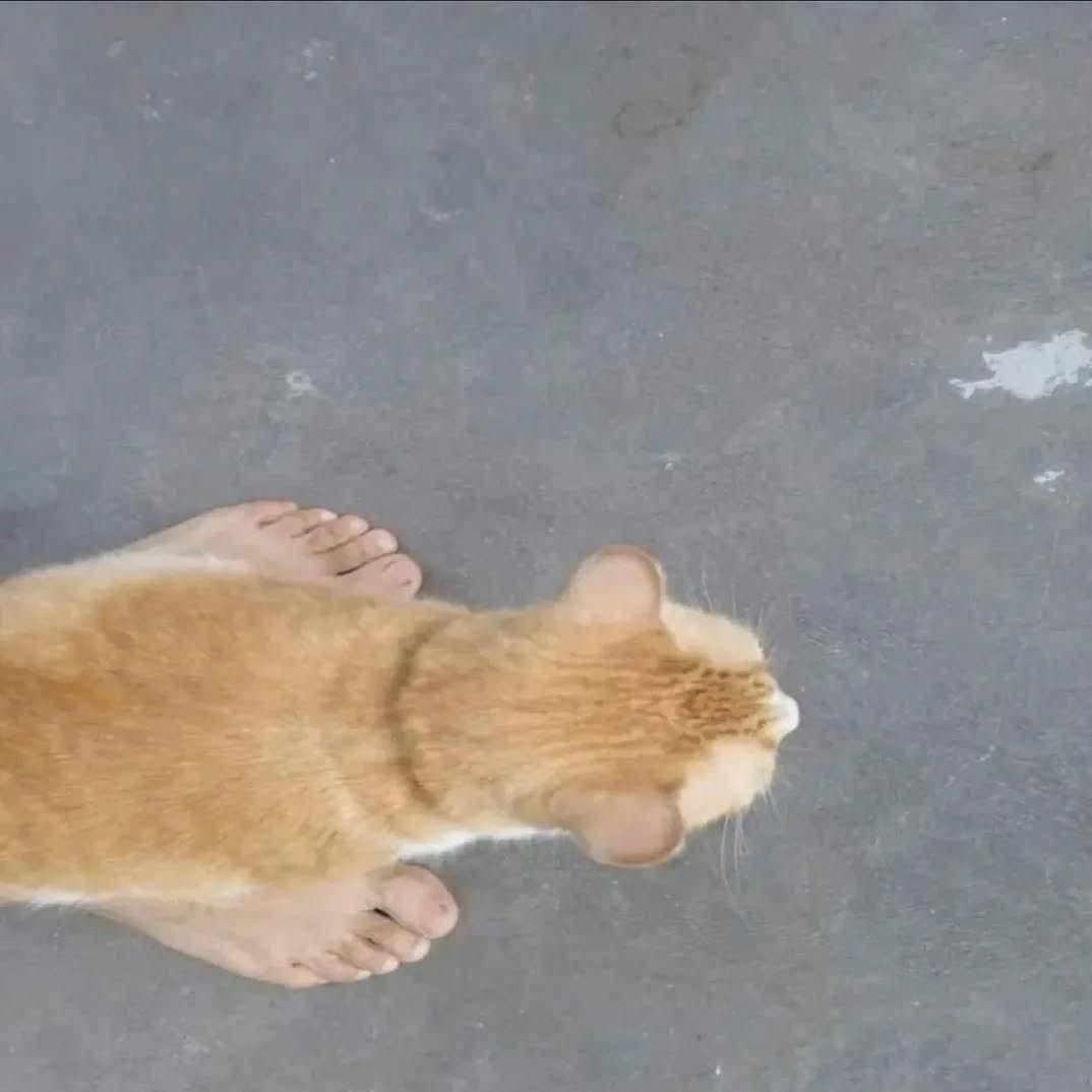 a cat pic shot from above with human feet visible instead of paws