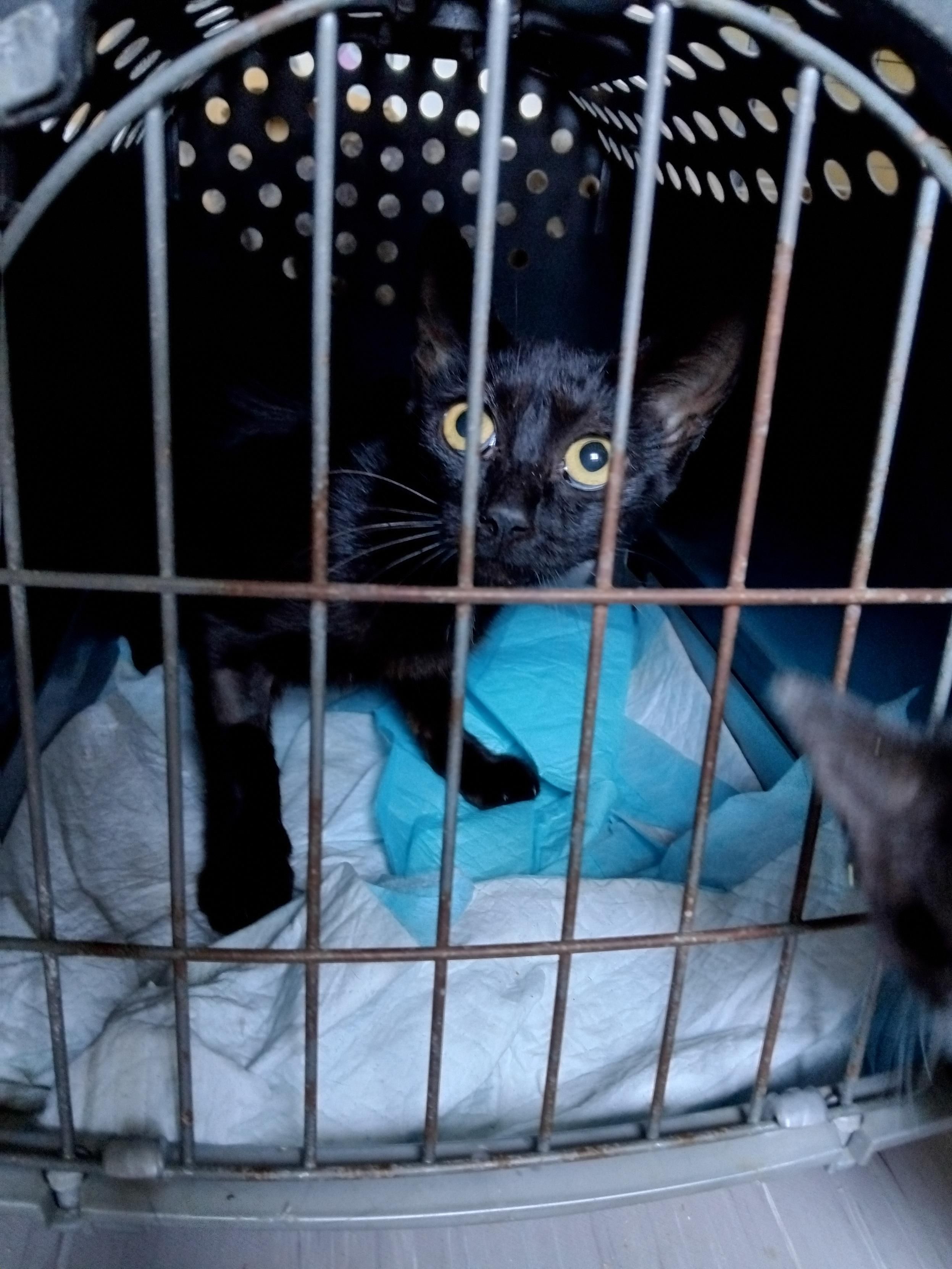 Une chatte noire et très mince, dans une caisse de transport. Elle a de grands yeux jaunes et a l'air un peu inquiète.